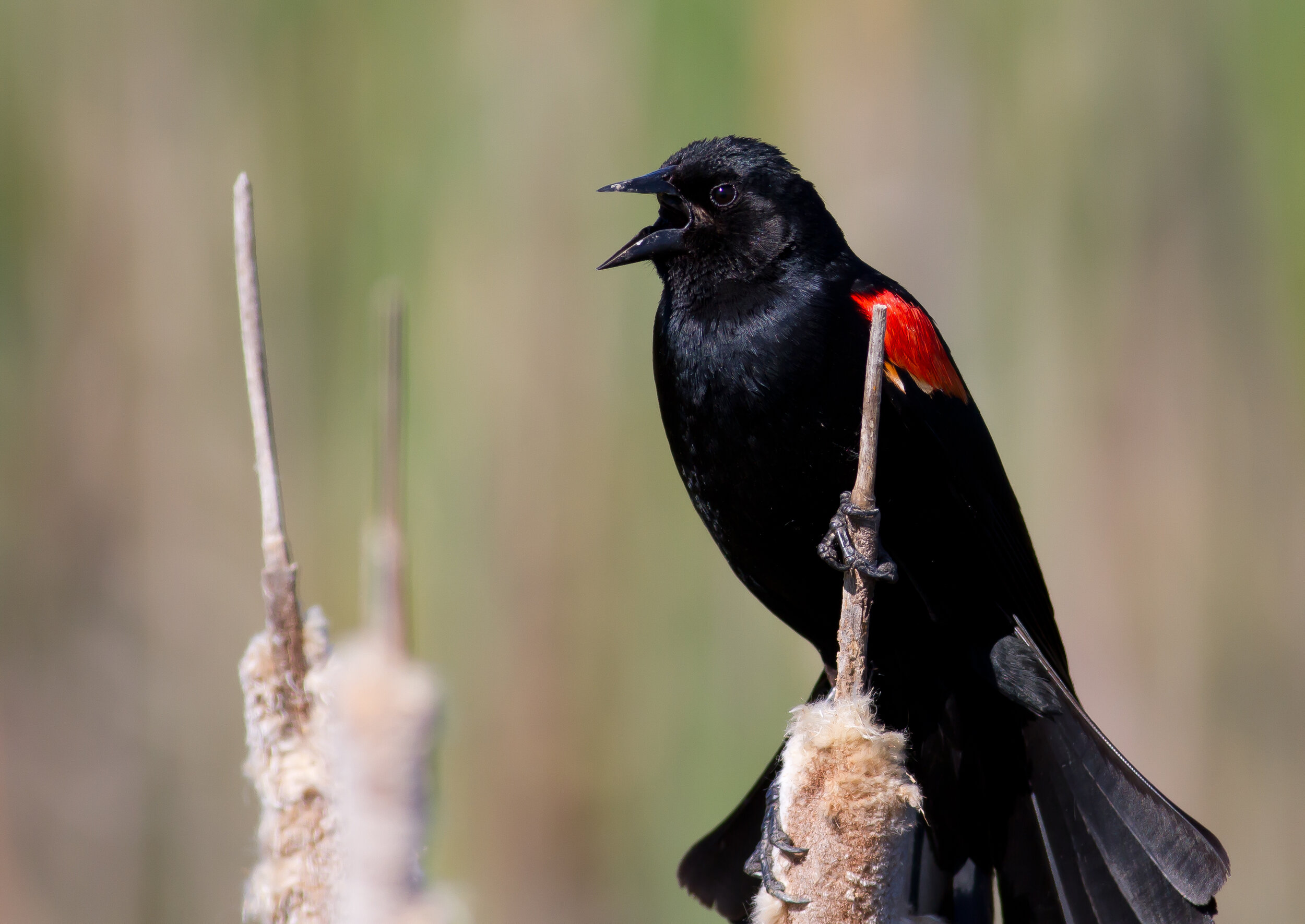 Red-winged Blackbird, Breeding male