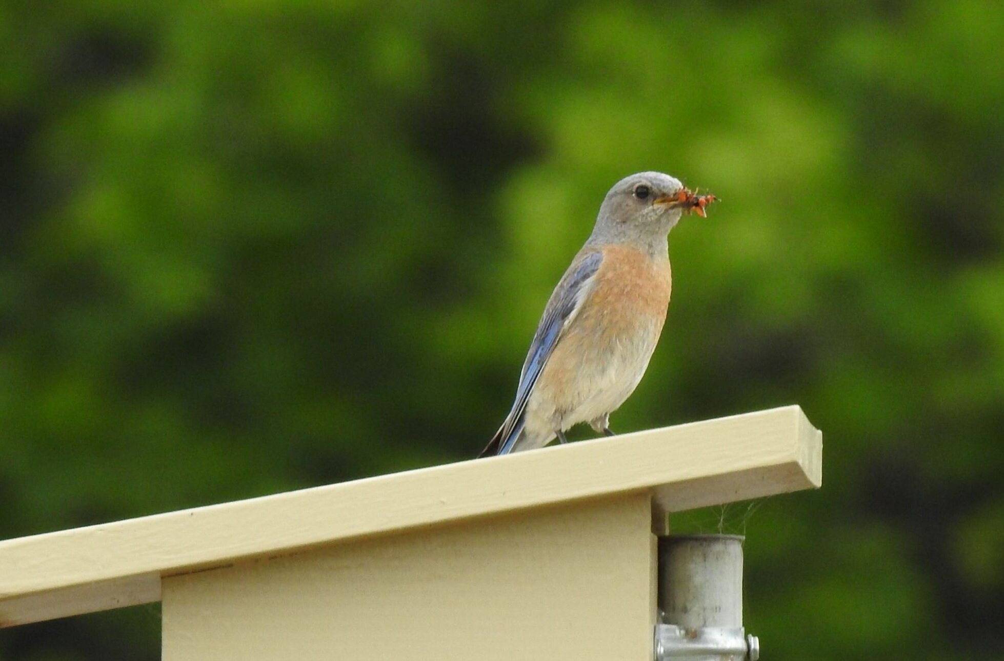 Western Bluebird, Female / immature
