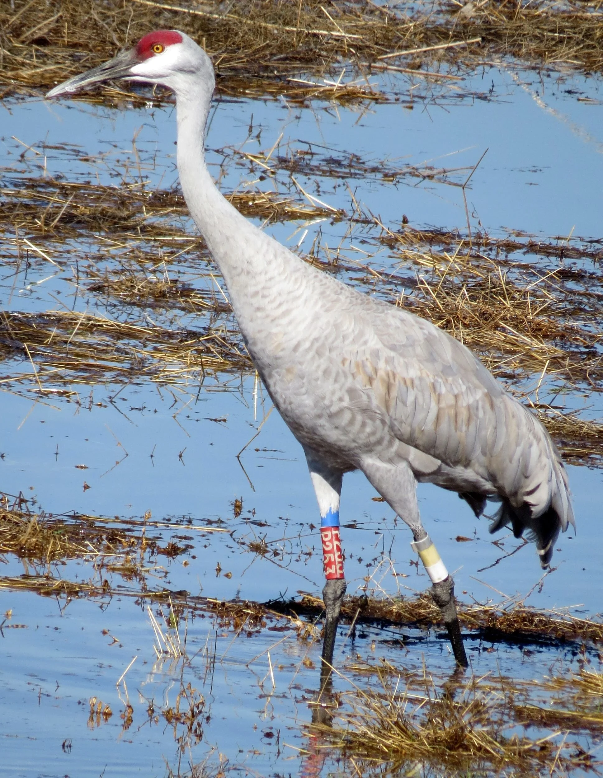 Sacramento Birds of Note — Sacramento Audubon Society