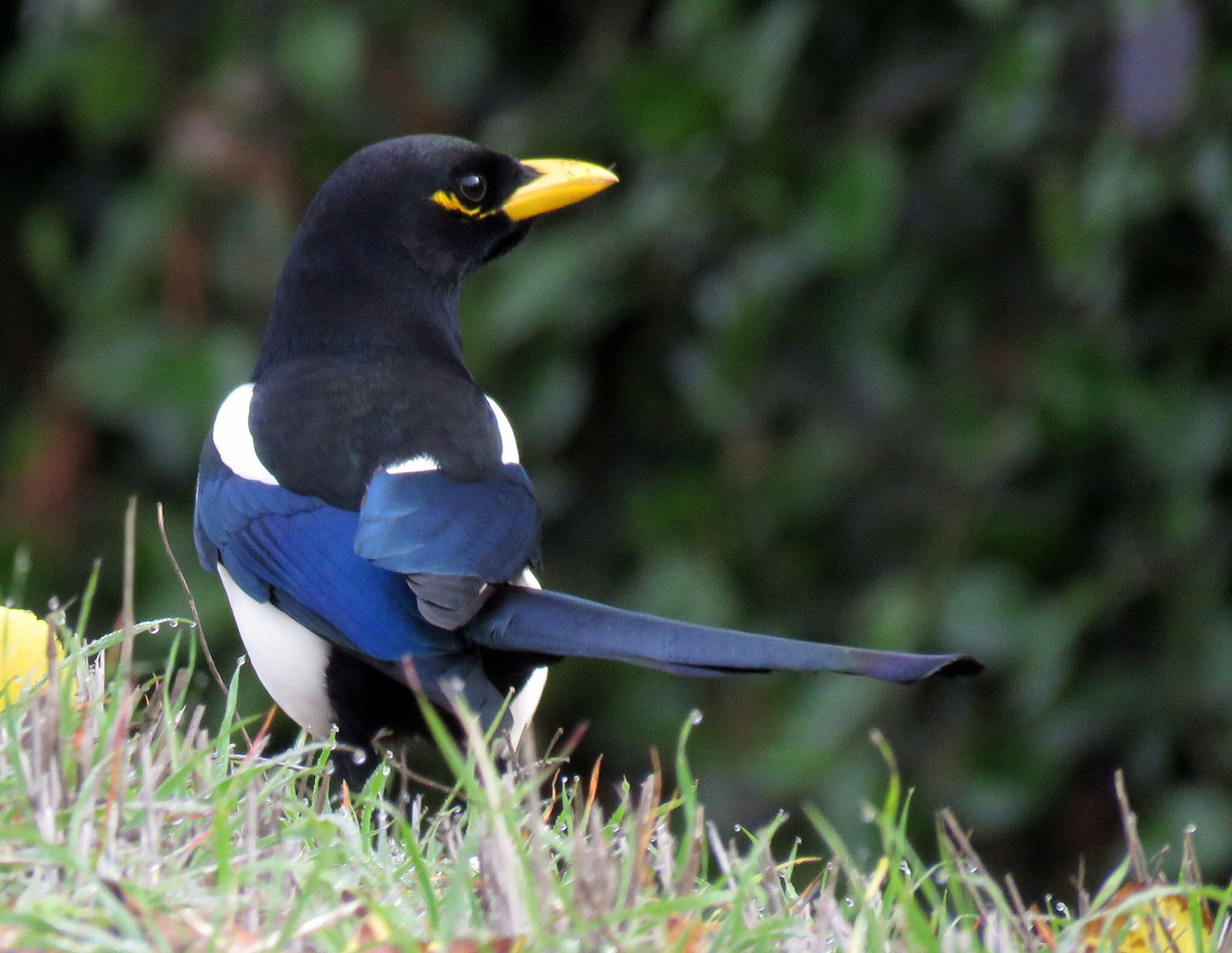 Yellow-billed Magpie