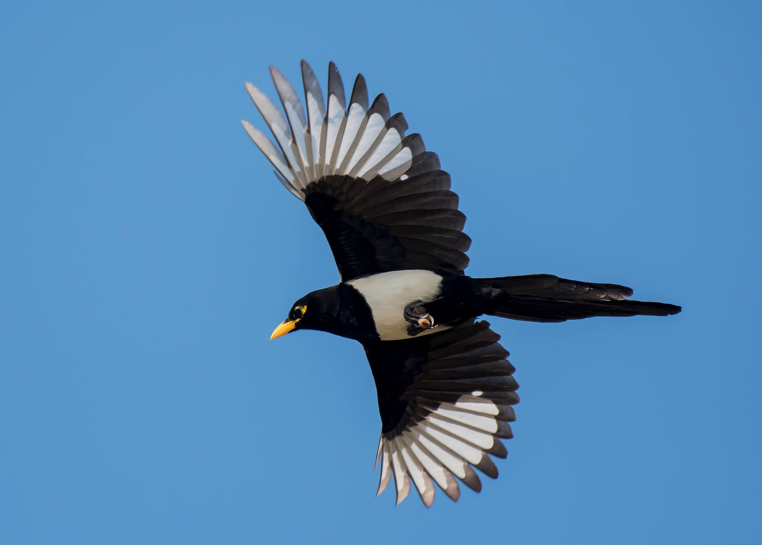 Yellow-billed Magpie