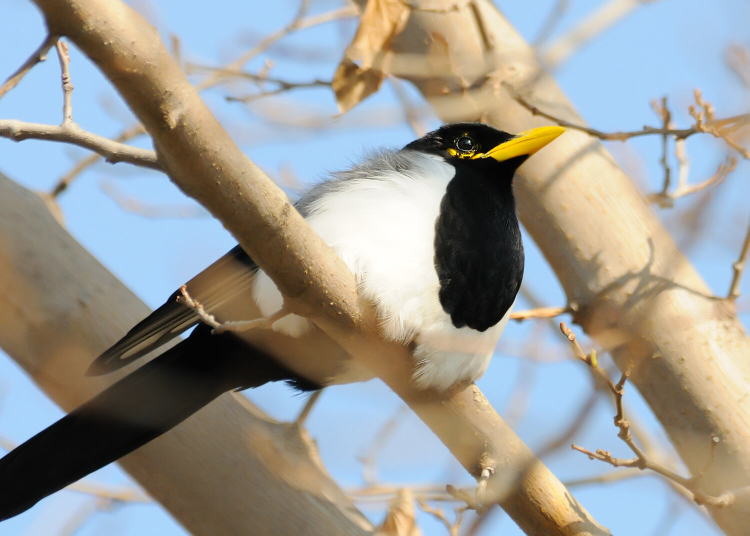 Yellow-billed Magpie