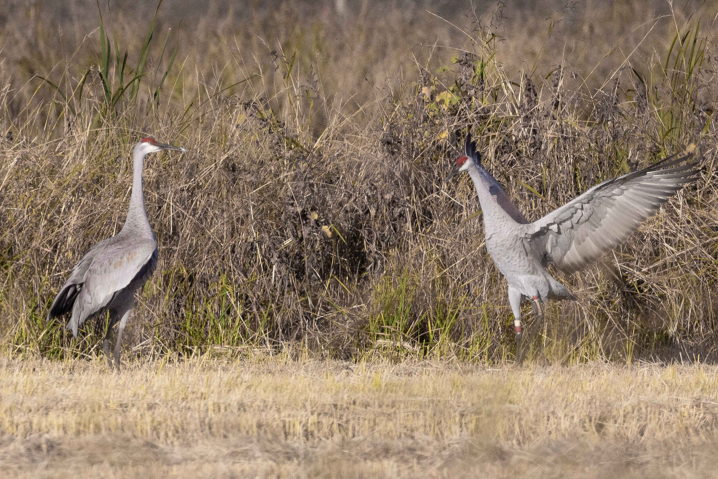 Sandhill Crane