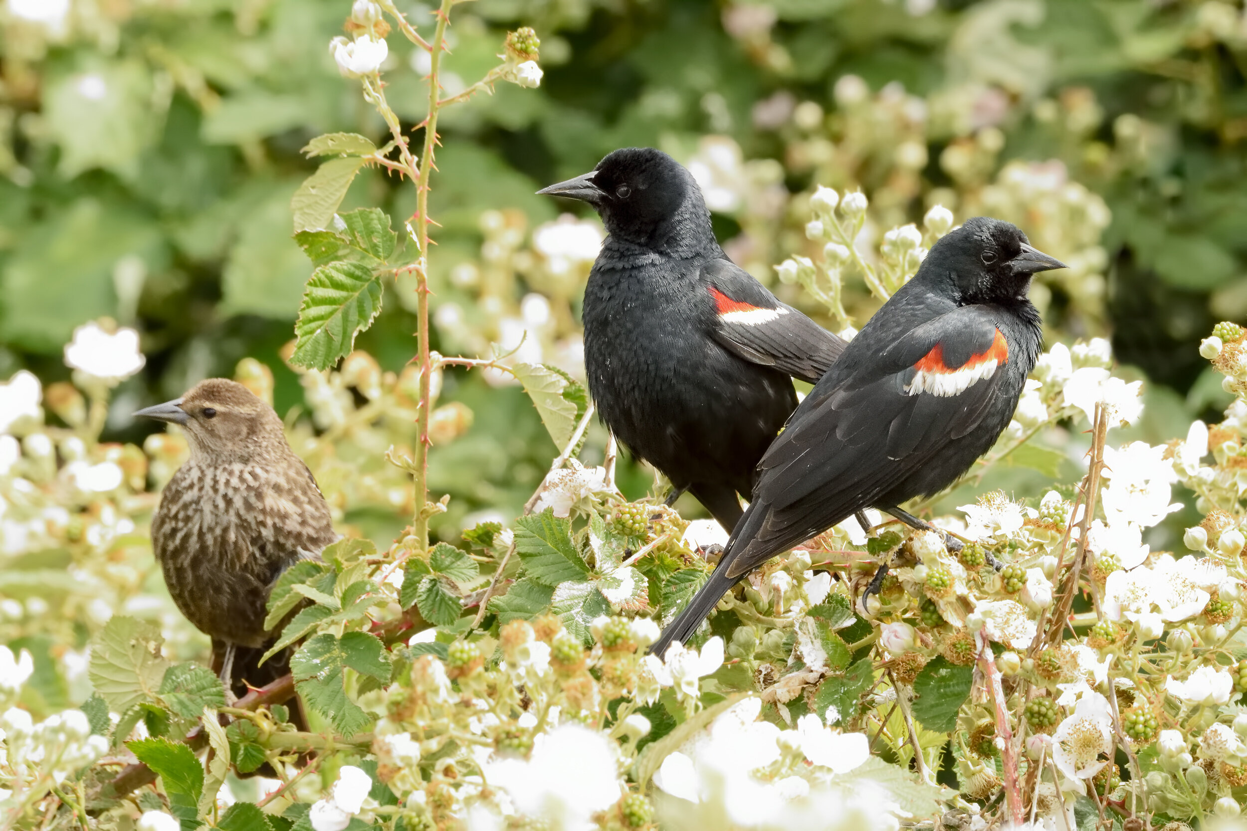 Tricolored Blackbird, Female and Breeding Males