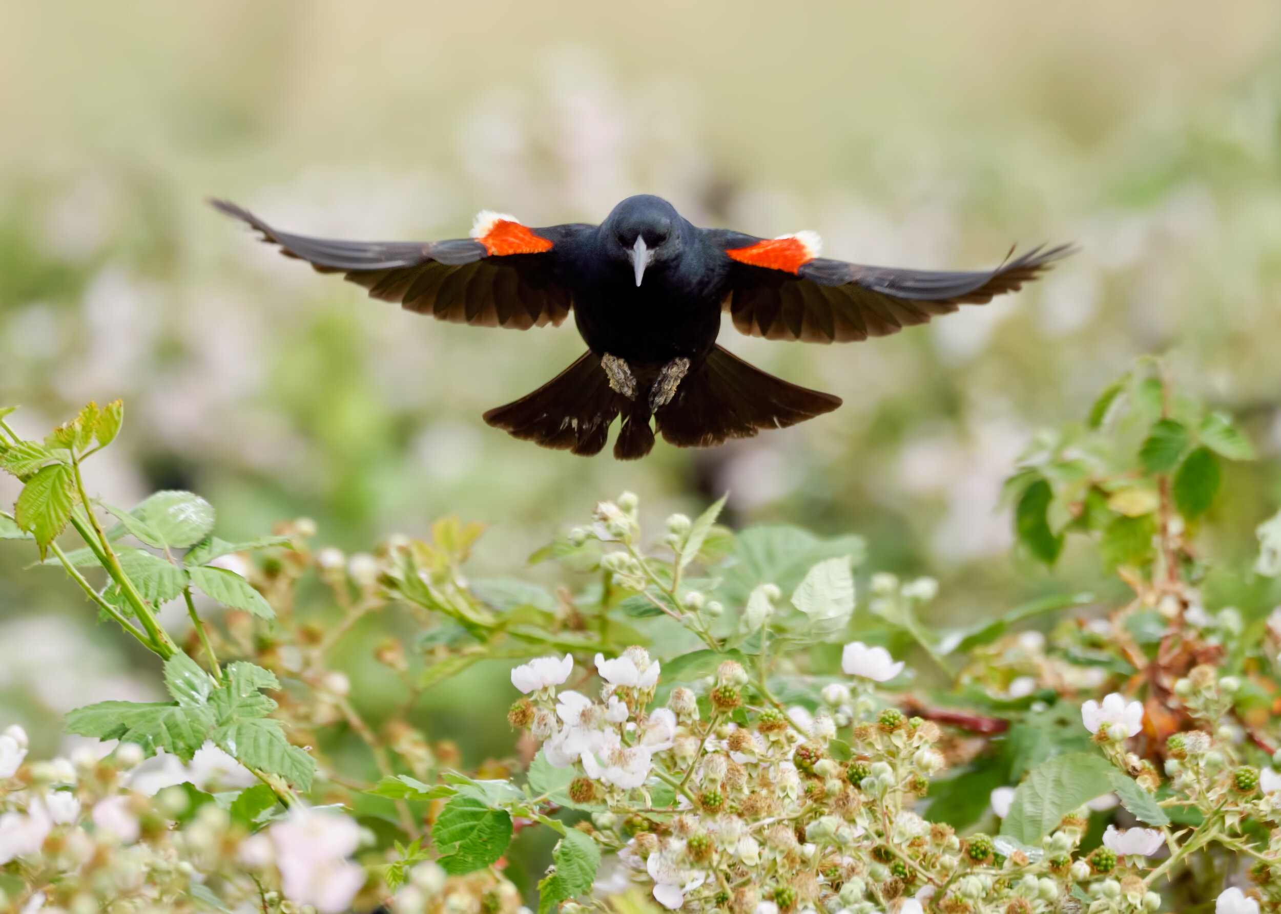 Tricolored Blackbird, Breeding male