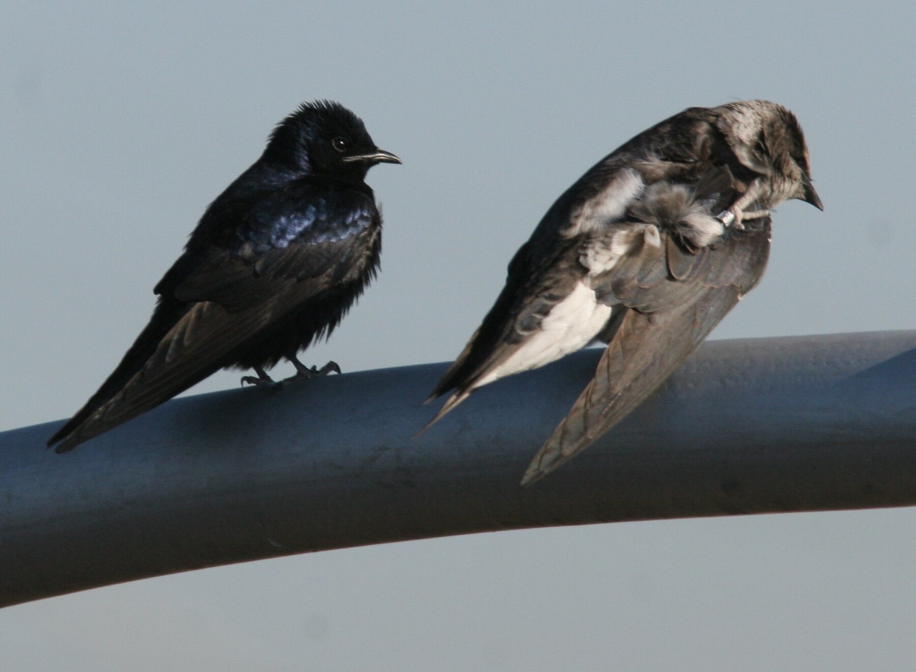 Purple Martin, Male and Female / Immature male