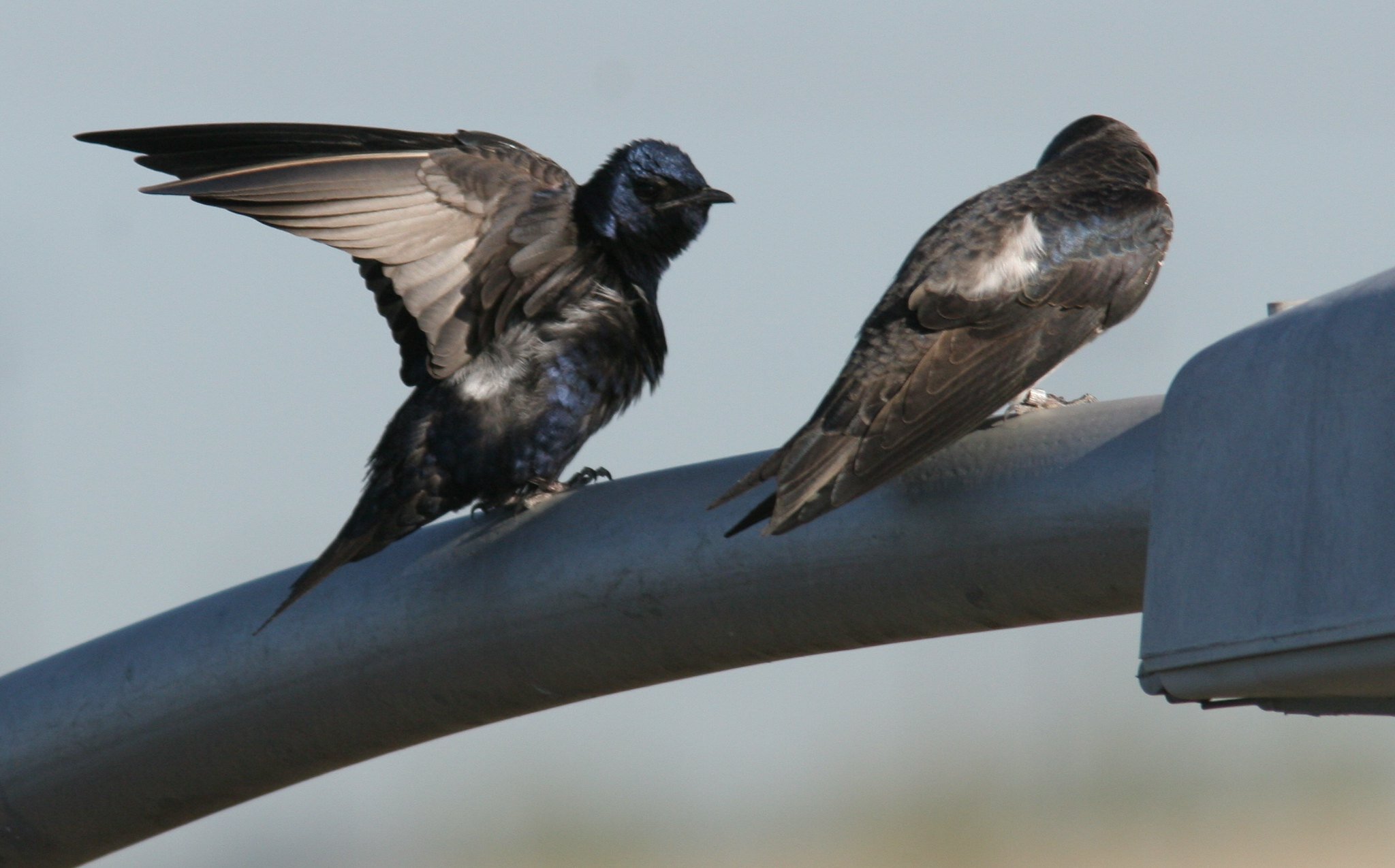 Purple Martin, Male and Female / Immature male