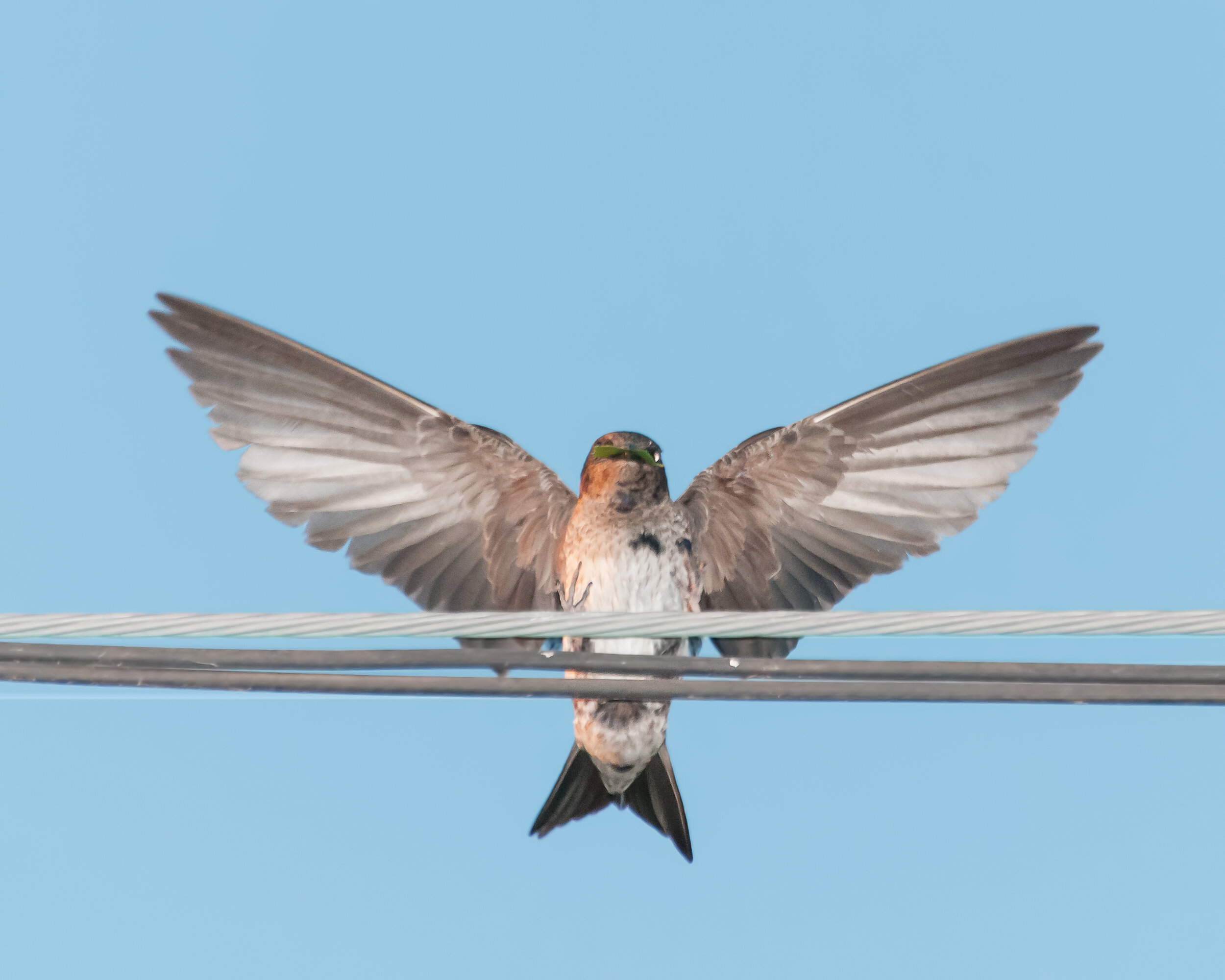 Purple Martin, Female / Immature male