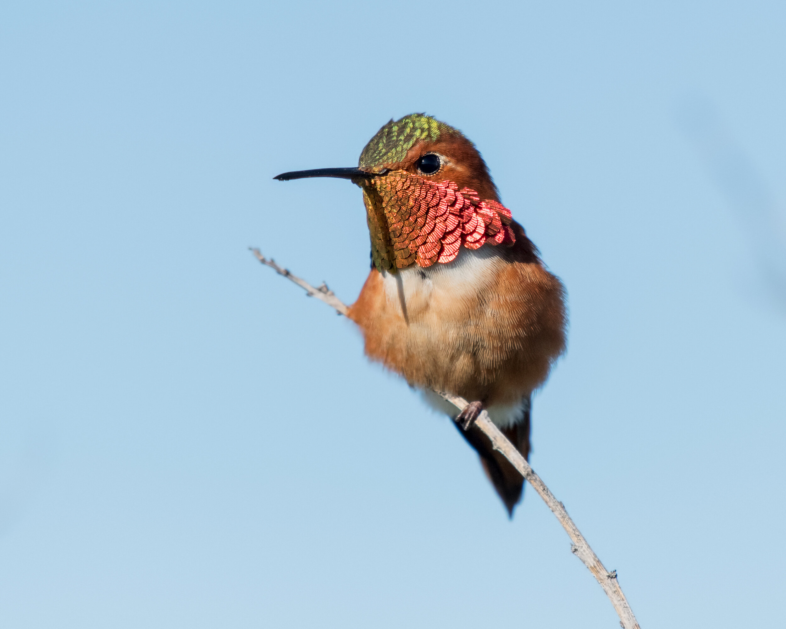 Allen's Hummingbird, Adult male