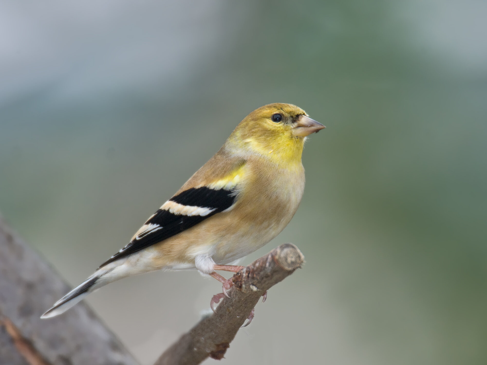 American Goldfinch, Nonbreeding