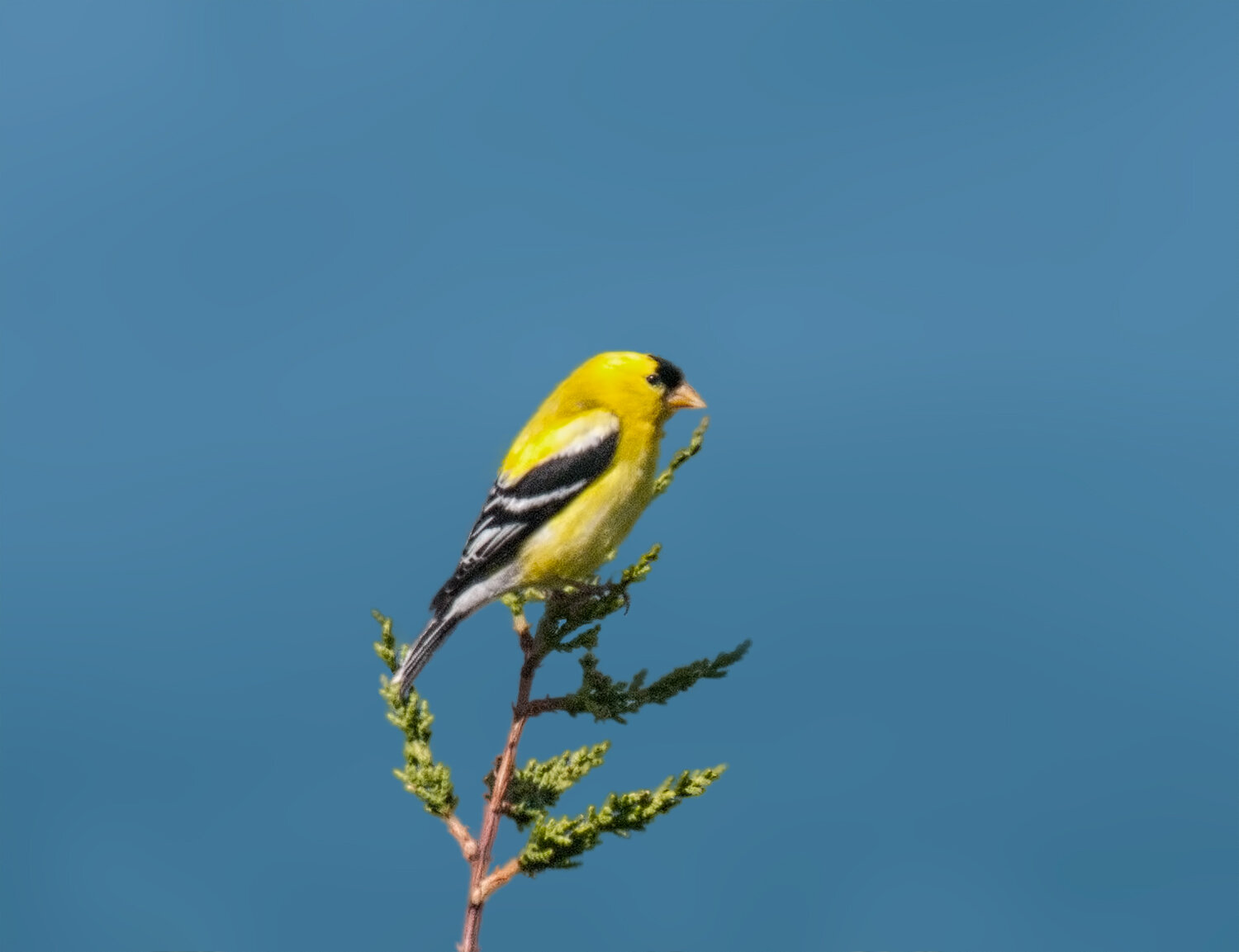 American Goldfinch, Breeding