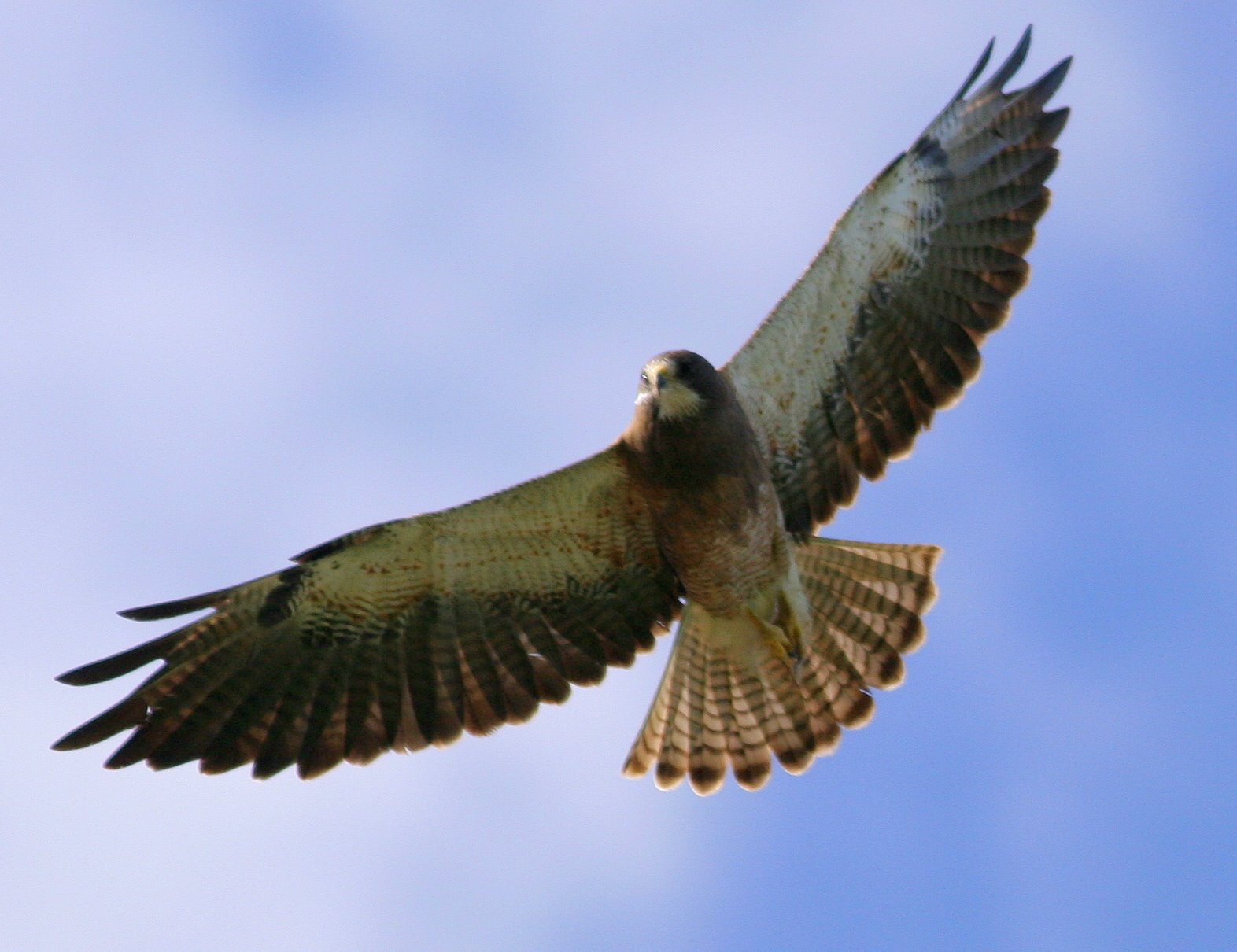 Swainson's Hawk