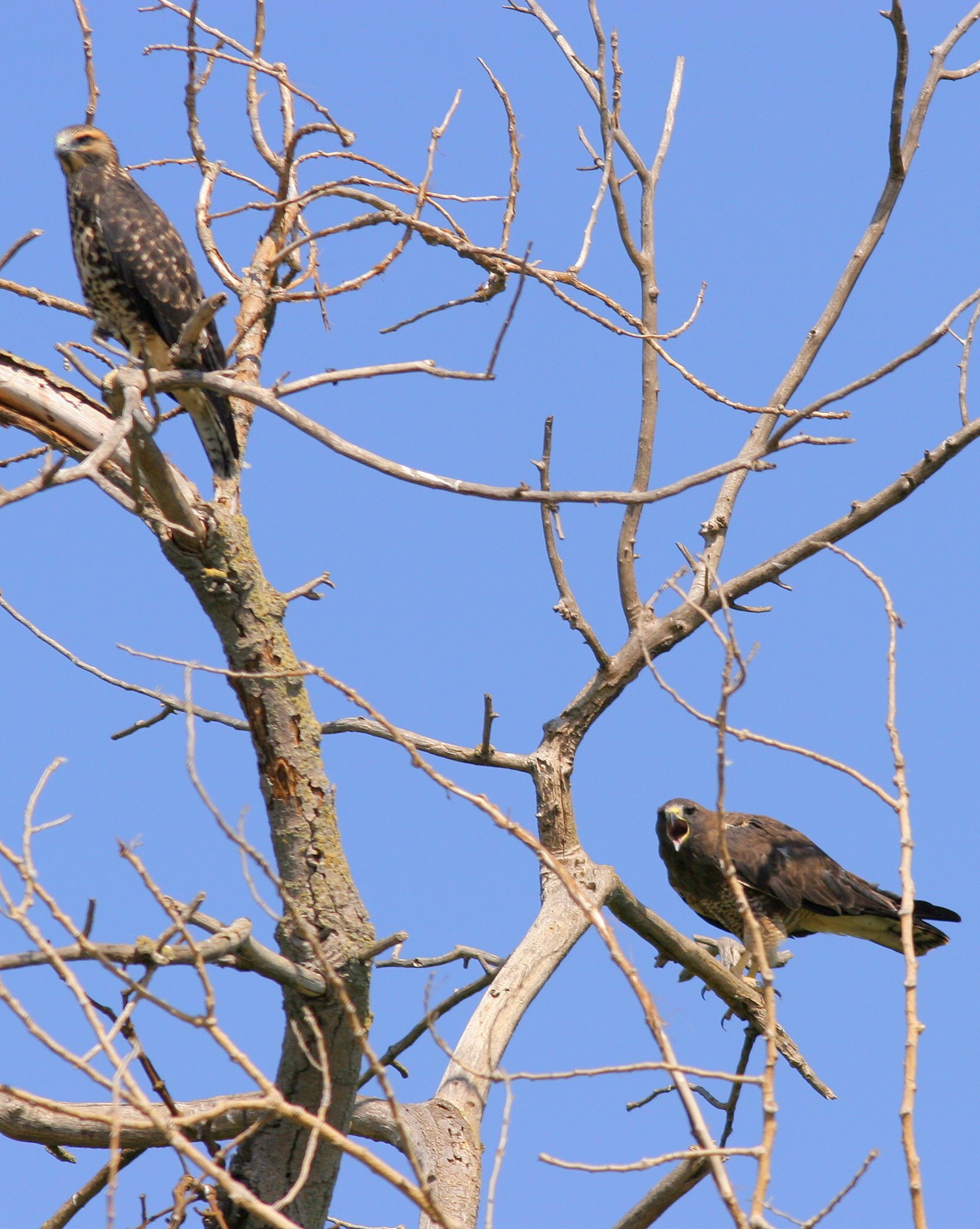 Swainson's Hawk