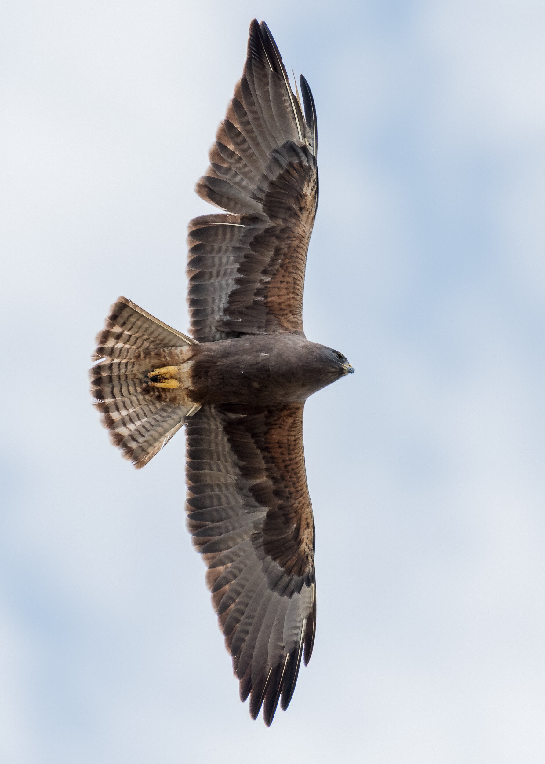 Swainson's Hawk