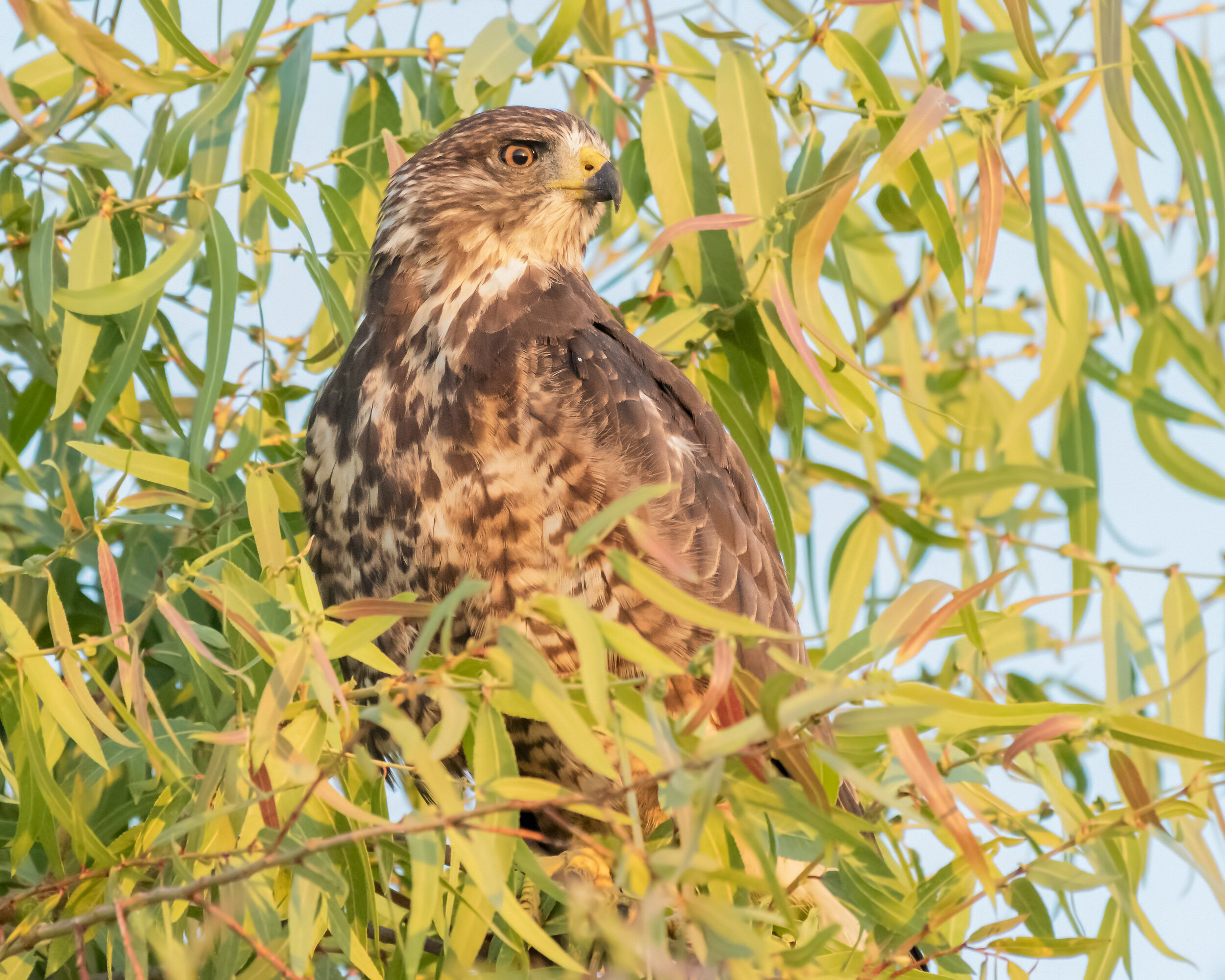 Swainson's Hawk