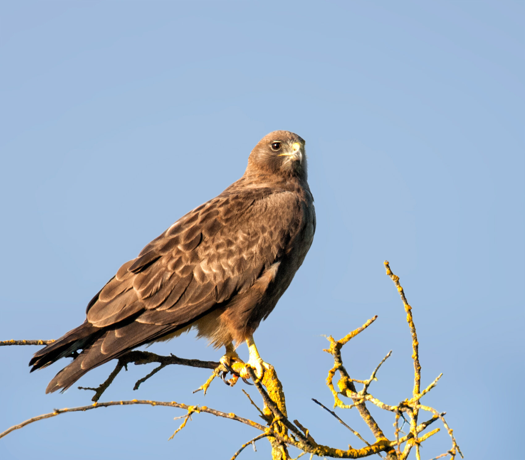 Swainson's Hawk