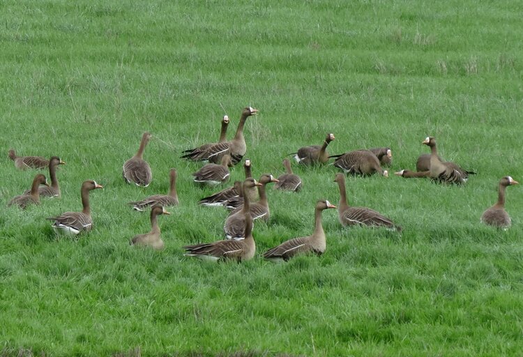 Swans, Geese and Ducks — Sacramento Audubon Society