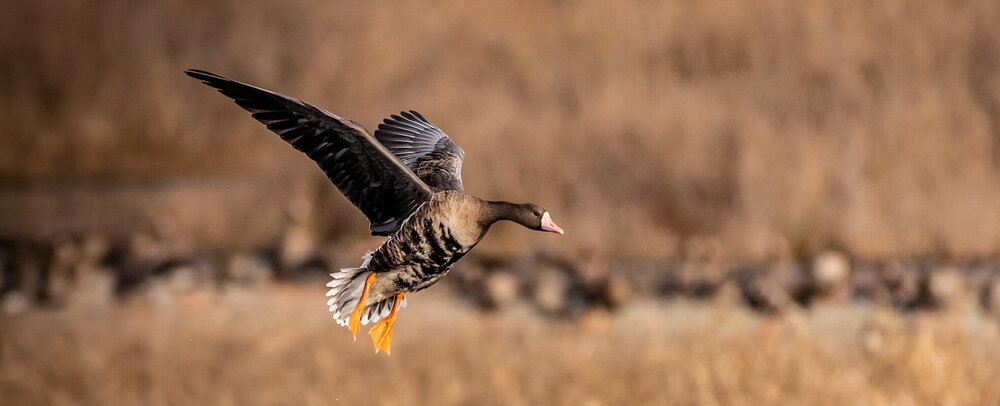 Swans, Geese and Ducks — Sacramento Audubon Society