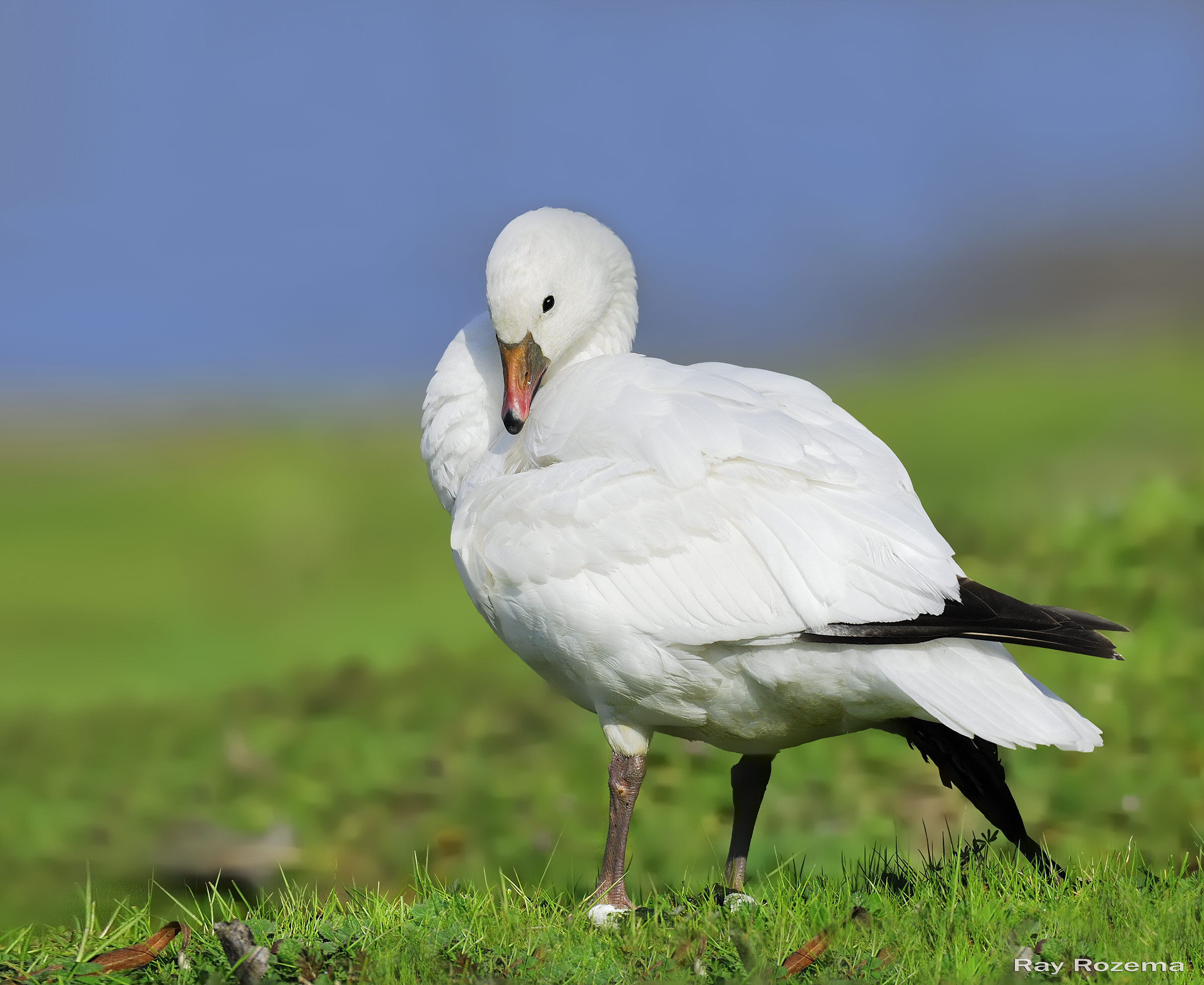 Ross's Goose