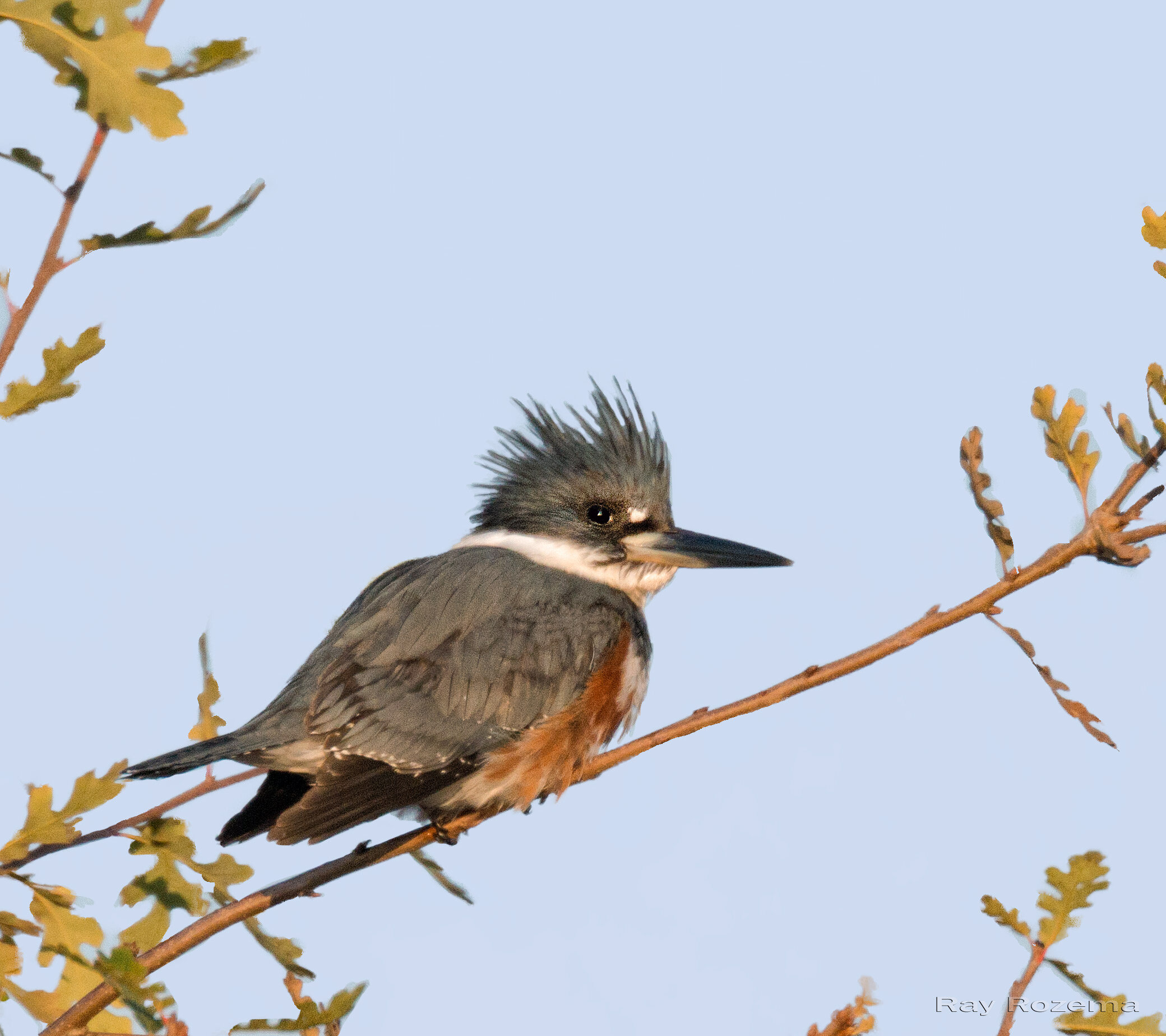 Belted Kingfisher, Female