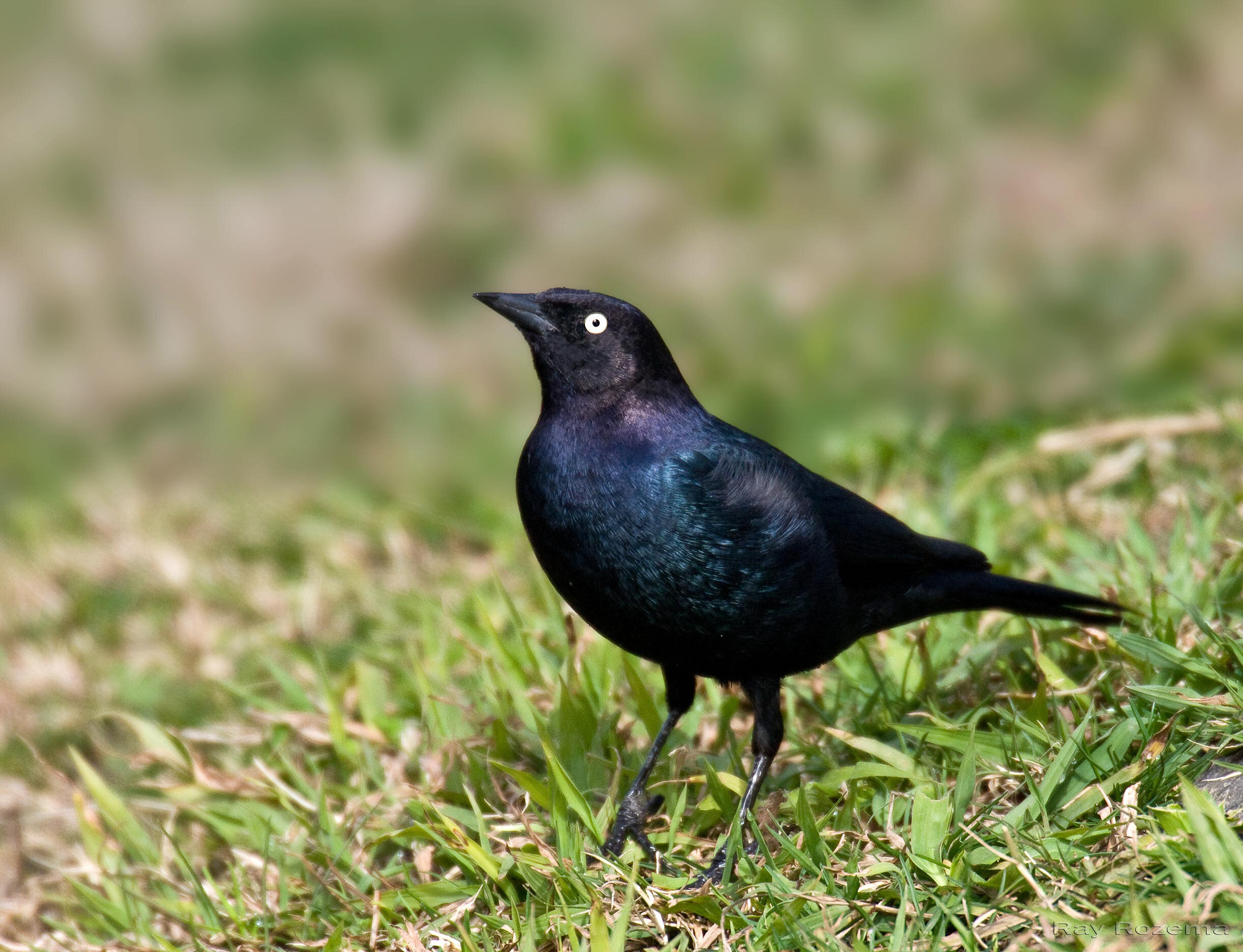 Brewer's Blackbird, Adult male