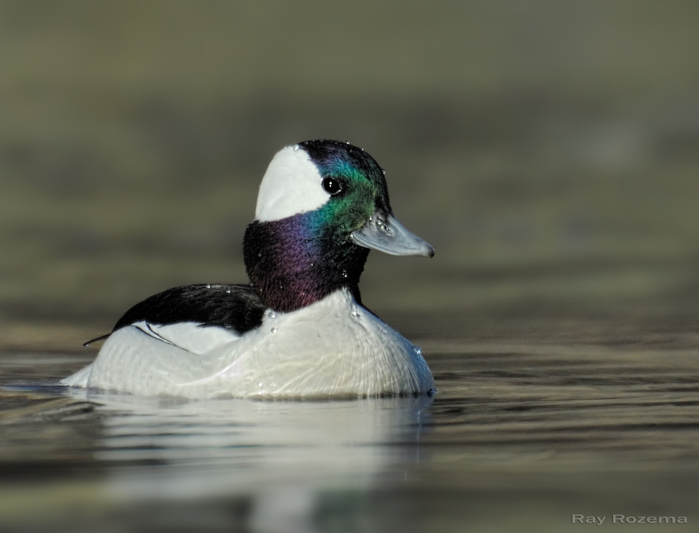 Bufflehead, Male