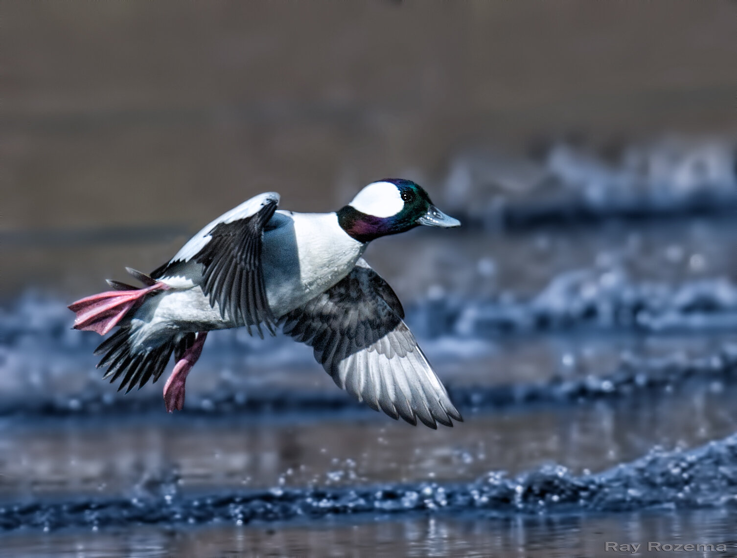 Bufflehead, Male