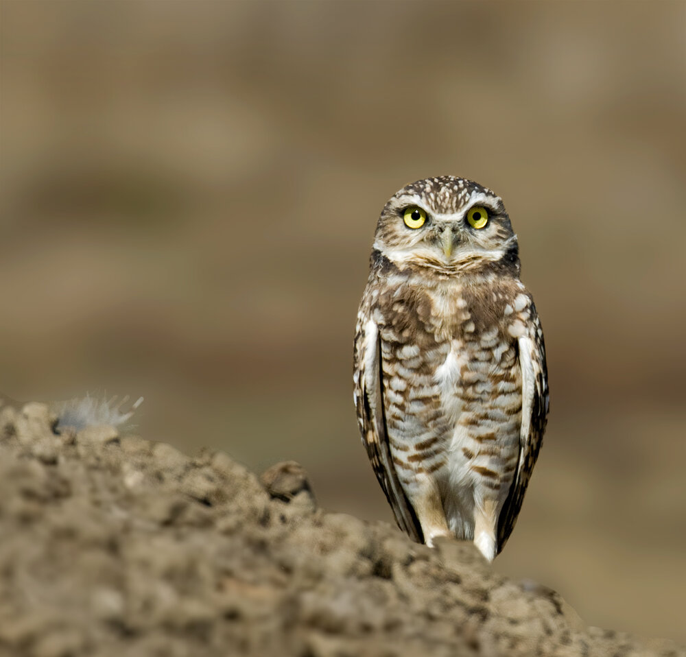 Burrowing Owl — Sacramento Audubon Society