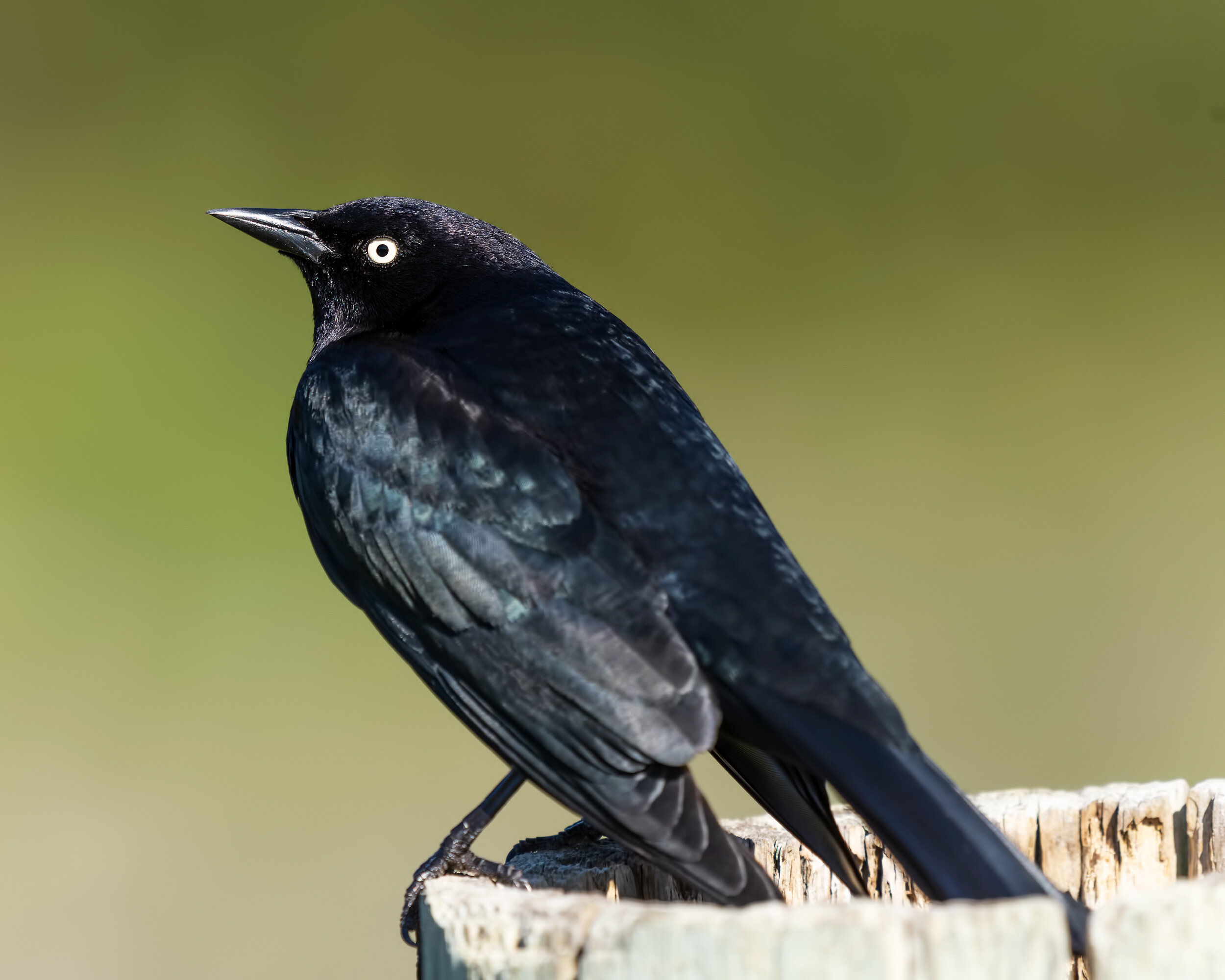 Brewer's Blackbird, Adult male