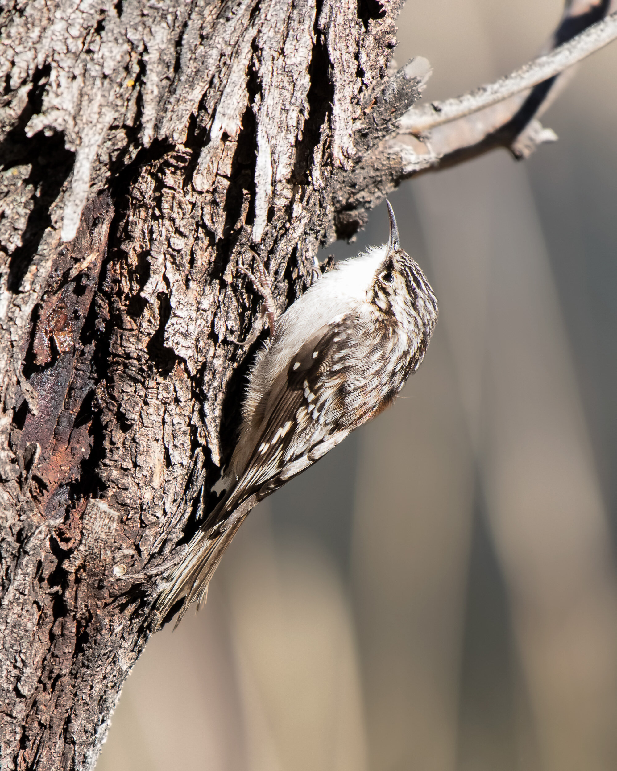 Brown Creeper