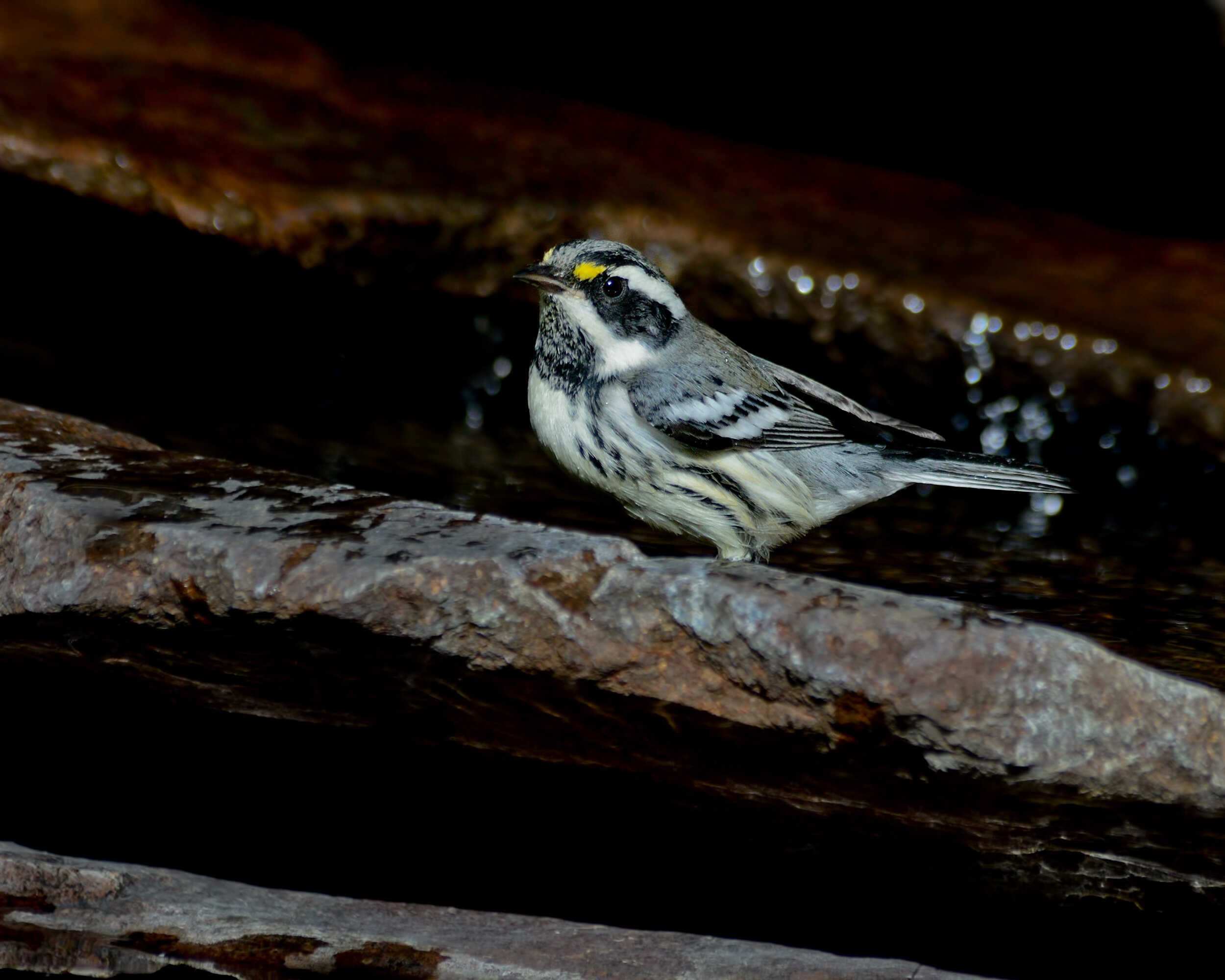 Black-throated Gray Warbler, Male