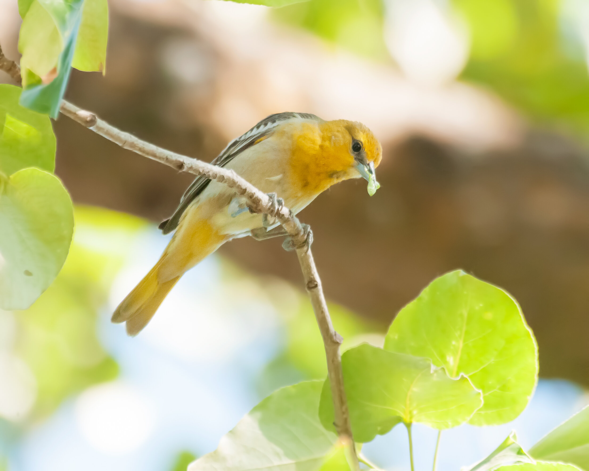  Sacramento Audubon Field Trips   Learn More  