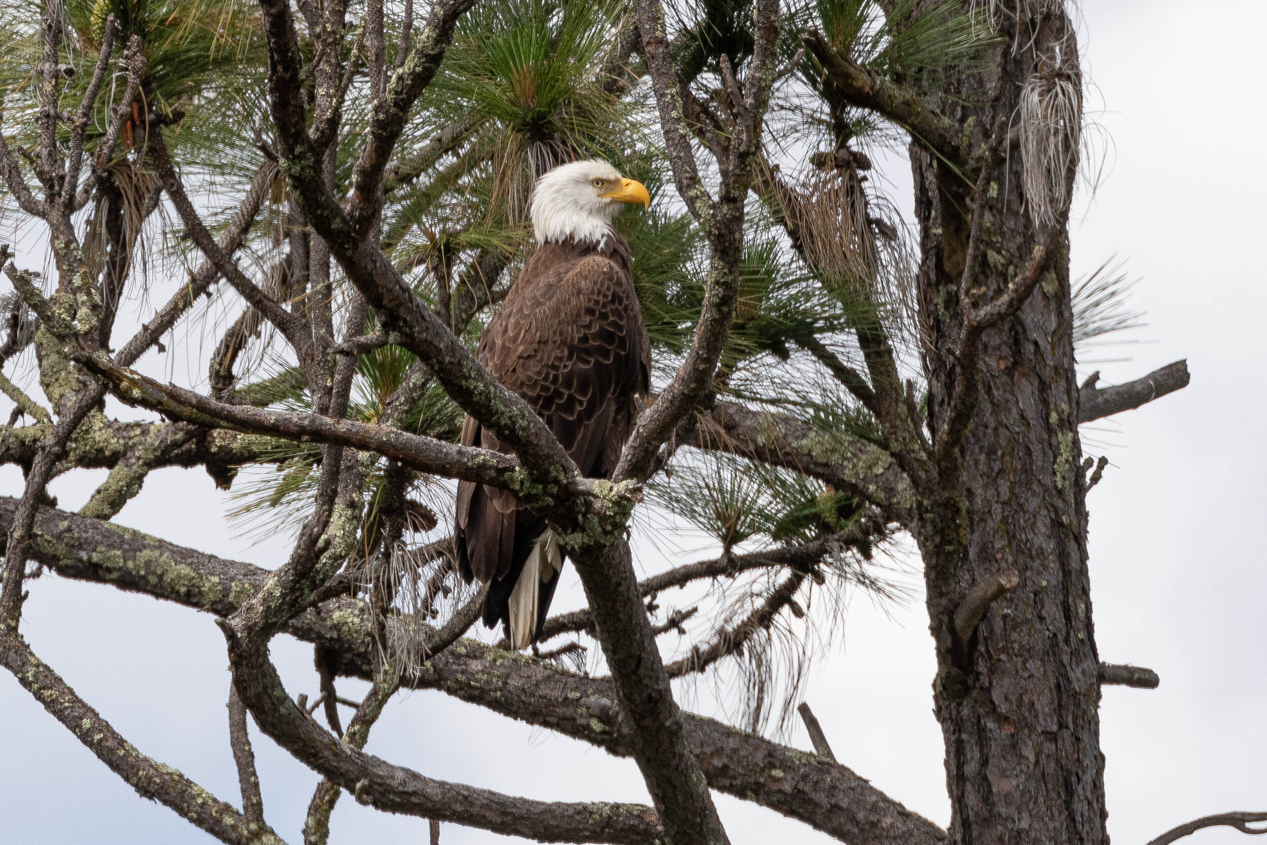 Bird Spotlight: Central Oregon's Eagles – Sunriver Nature Center &  Observatory