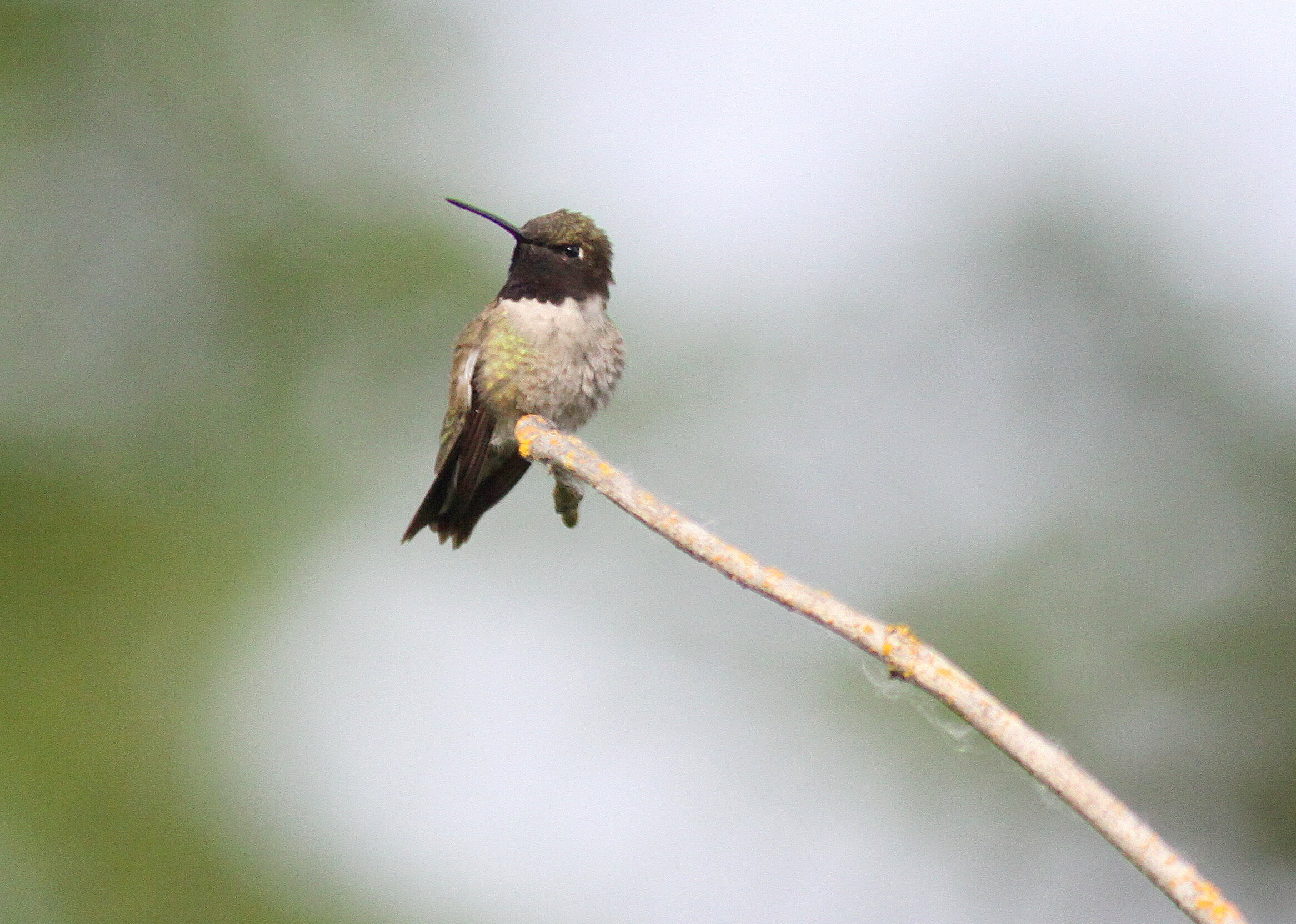 Black-chinned Hummingbird, Adult male