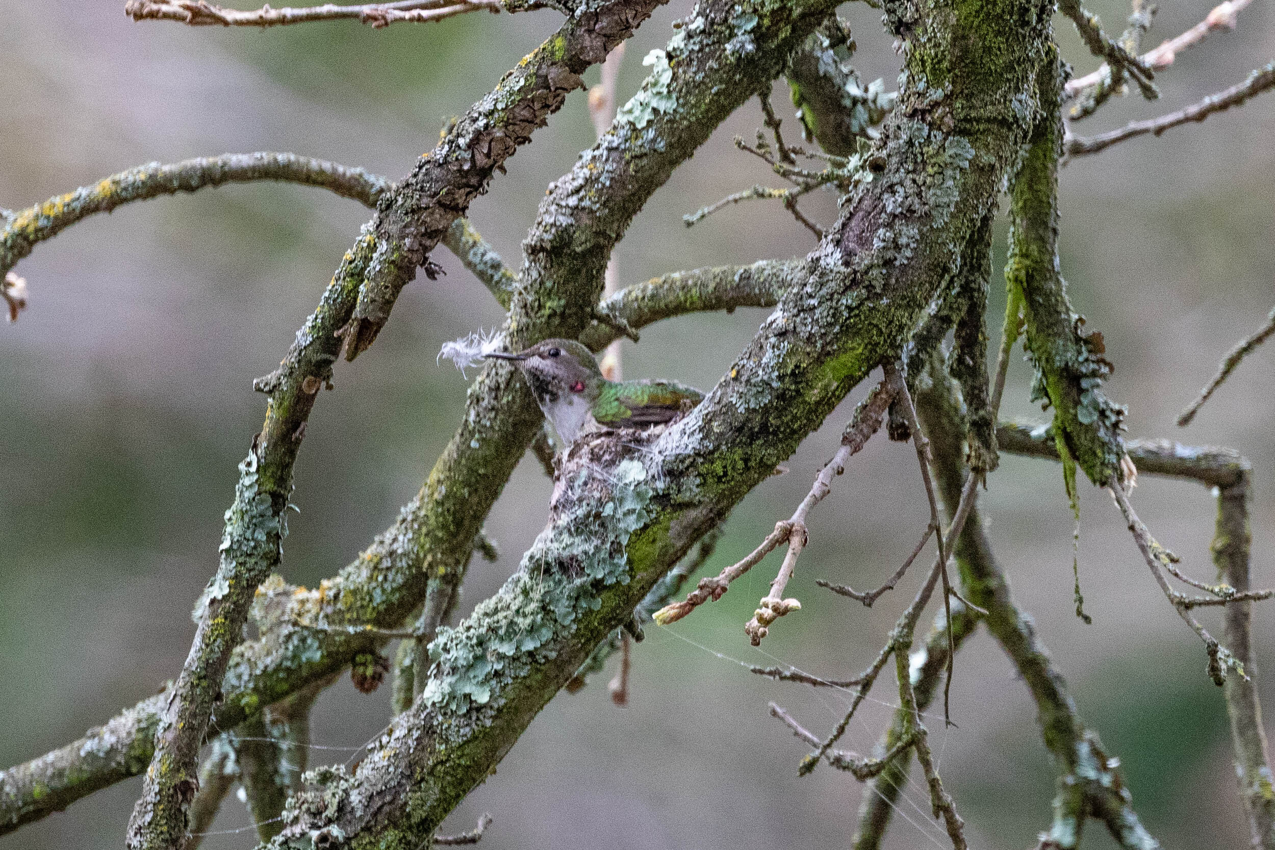 Anna's Hummingbird, Female on nest