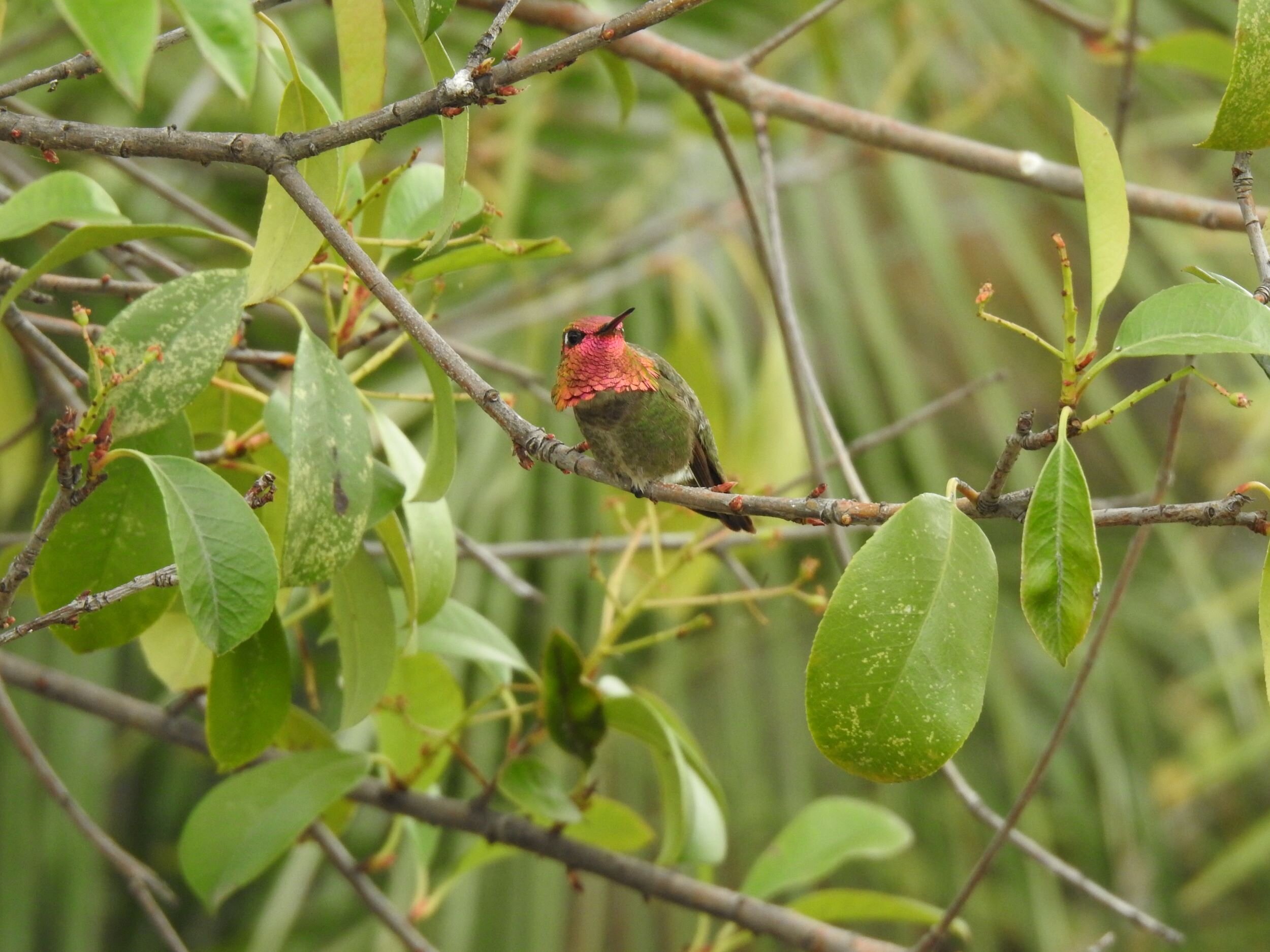 Anna's Hummingbird, Male