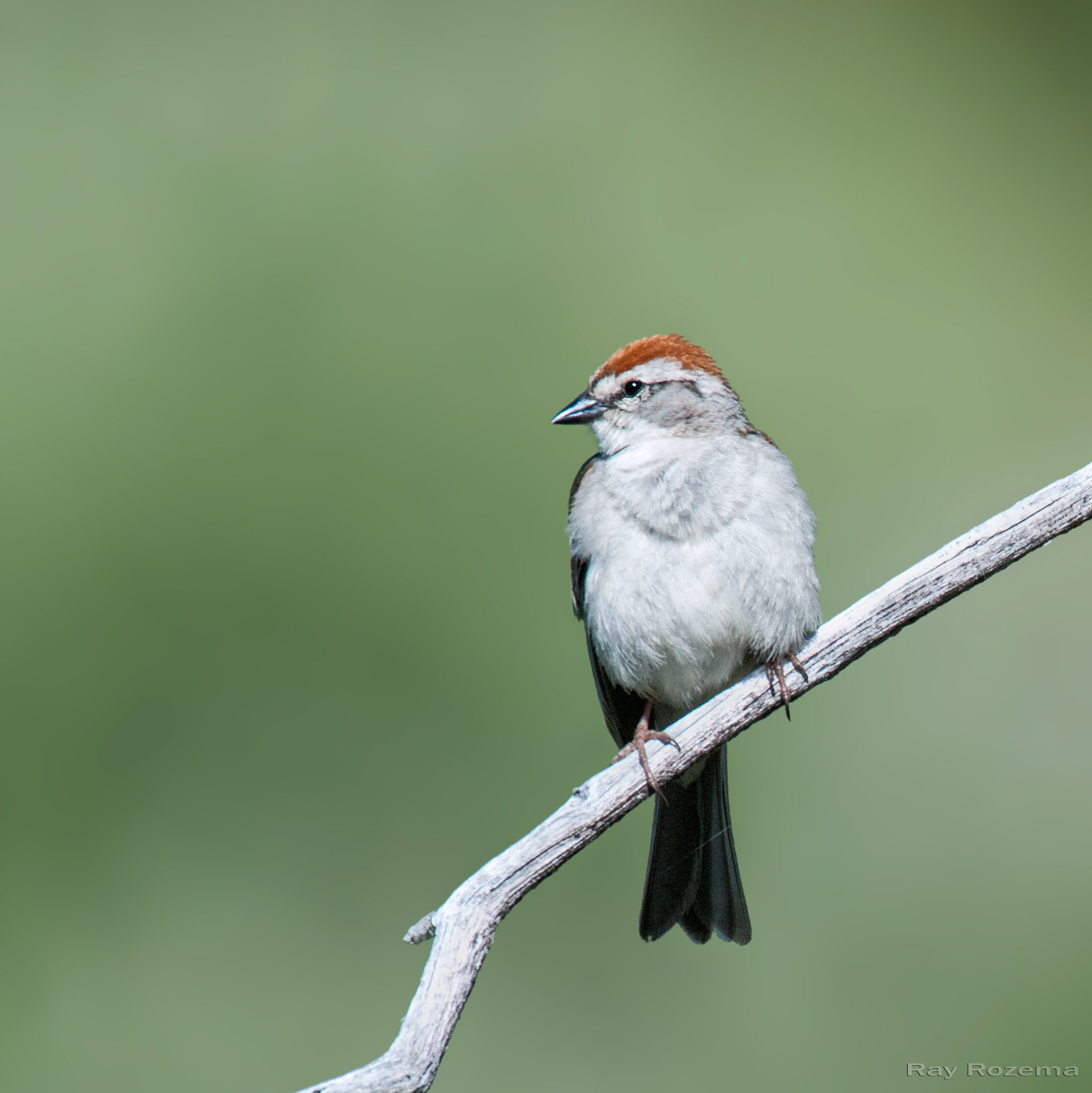 Chipping Sparrow, Breeding Adult