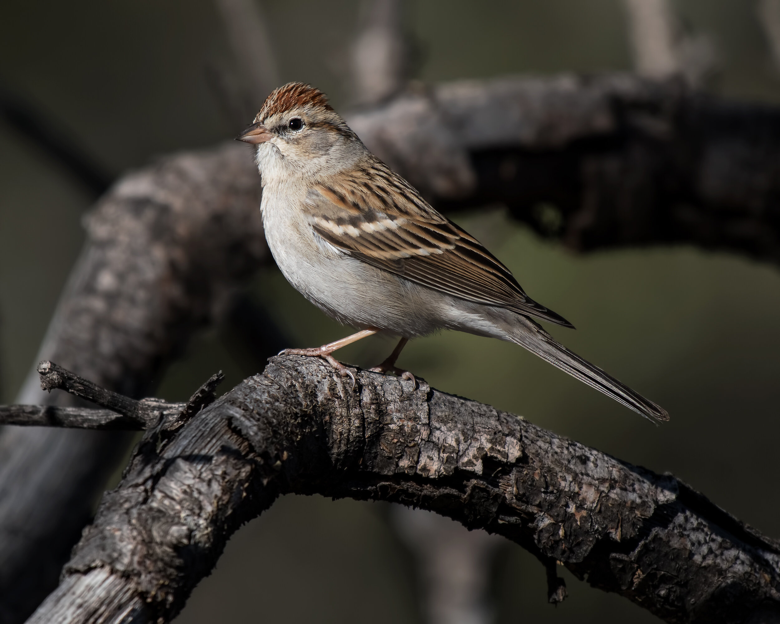 Chipping Sparrow, Nonbreeding adult / immature