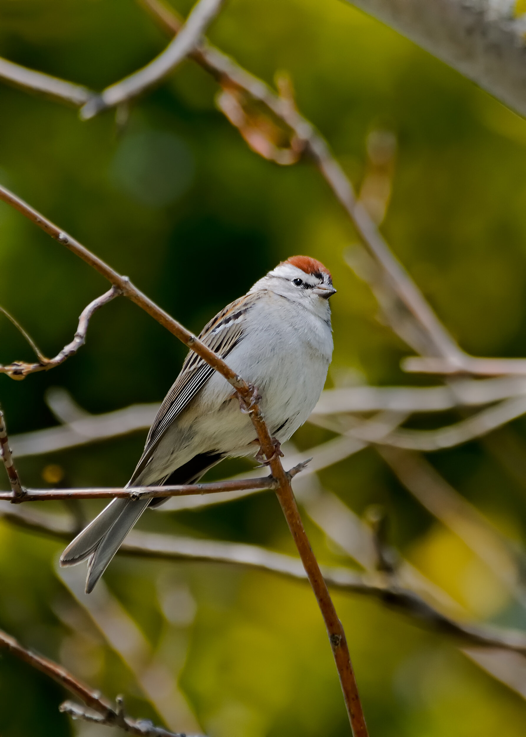 Chipping Sparrow, Breeding