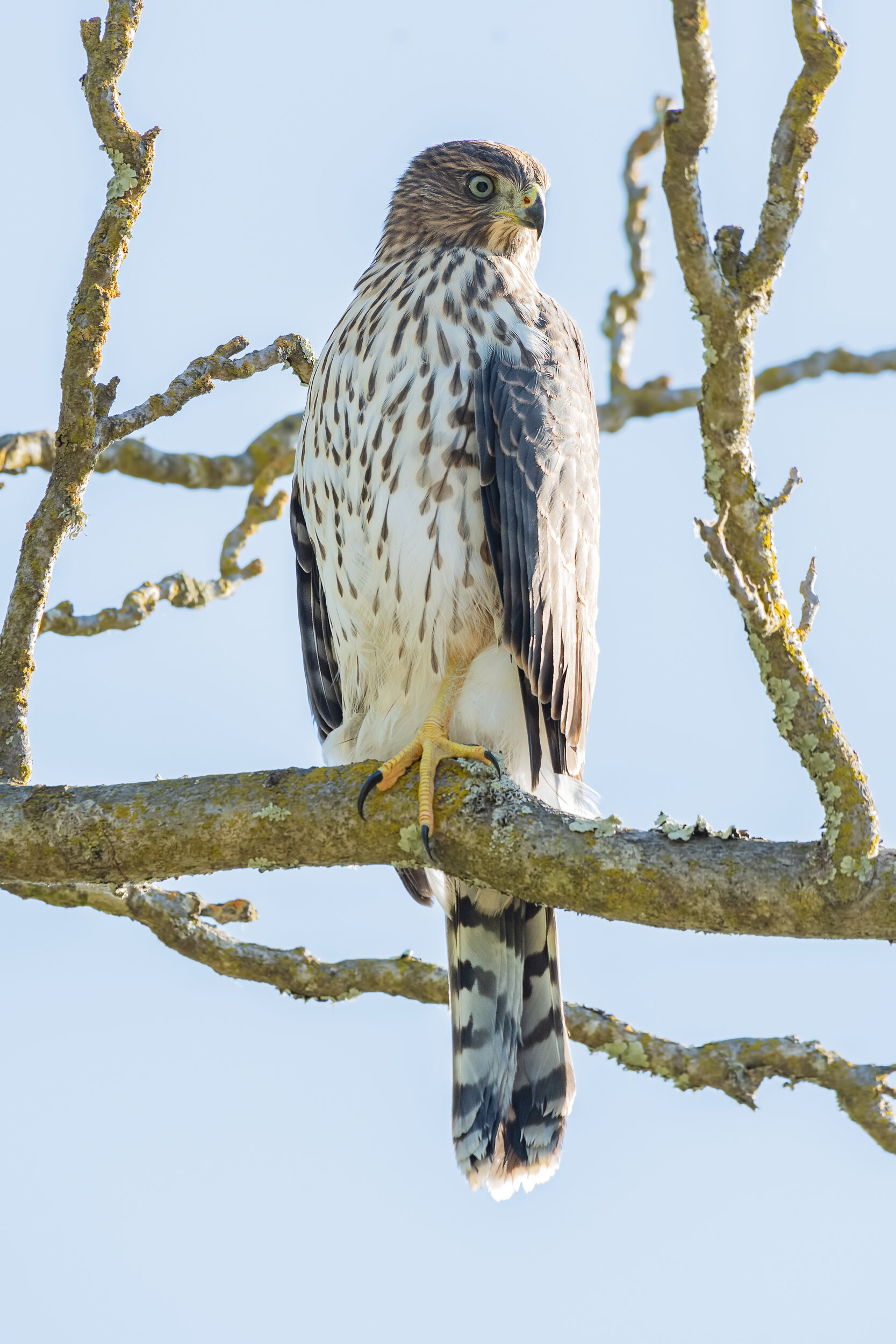 Cooper's Hawk, Immature