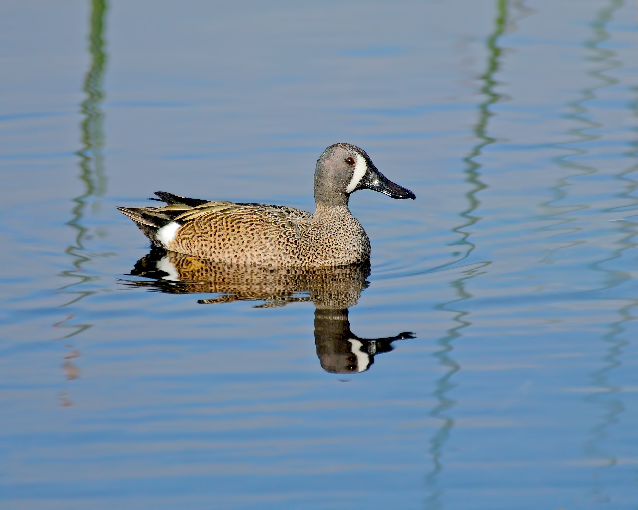 Blue-winged Teal, Male