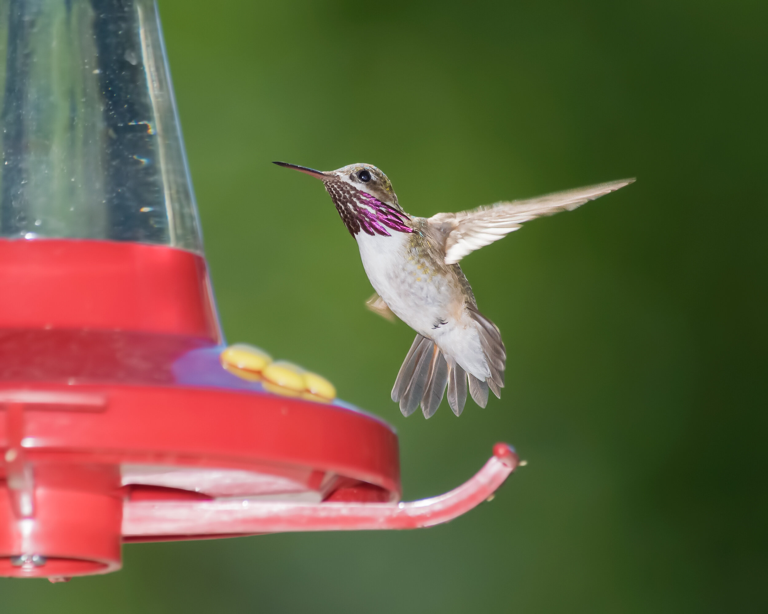 Calliope Hummingbird, Adult male