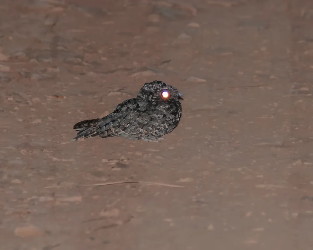 Common Poorwill
