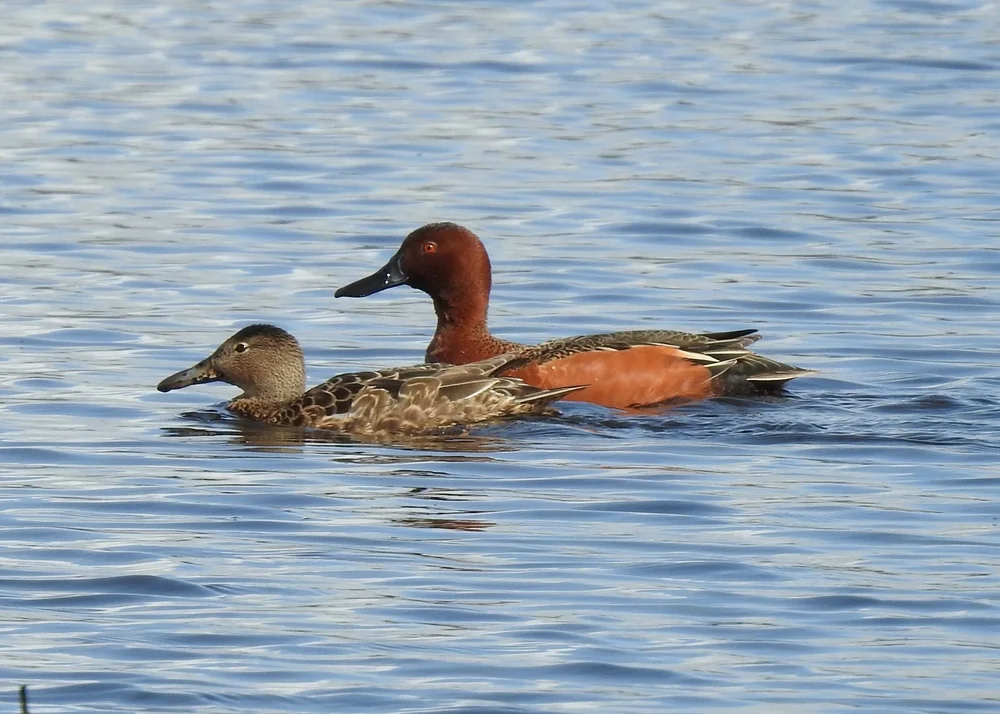 Ducks in Scopes at the Cosumnes River Preserve — Sacramento Audubon Society