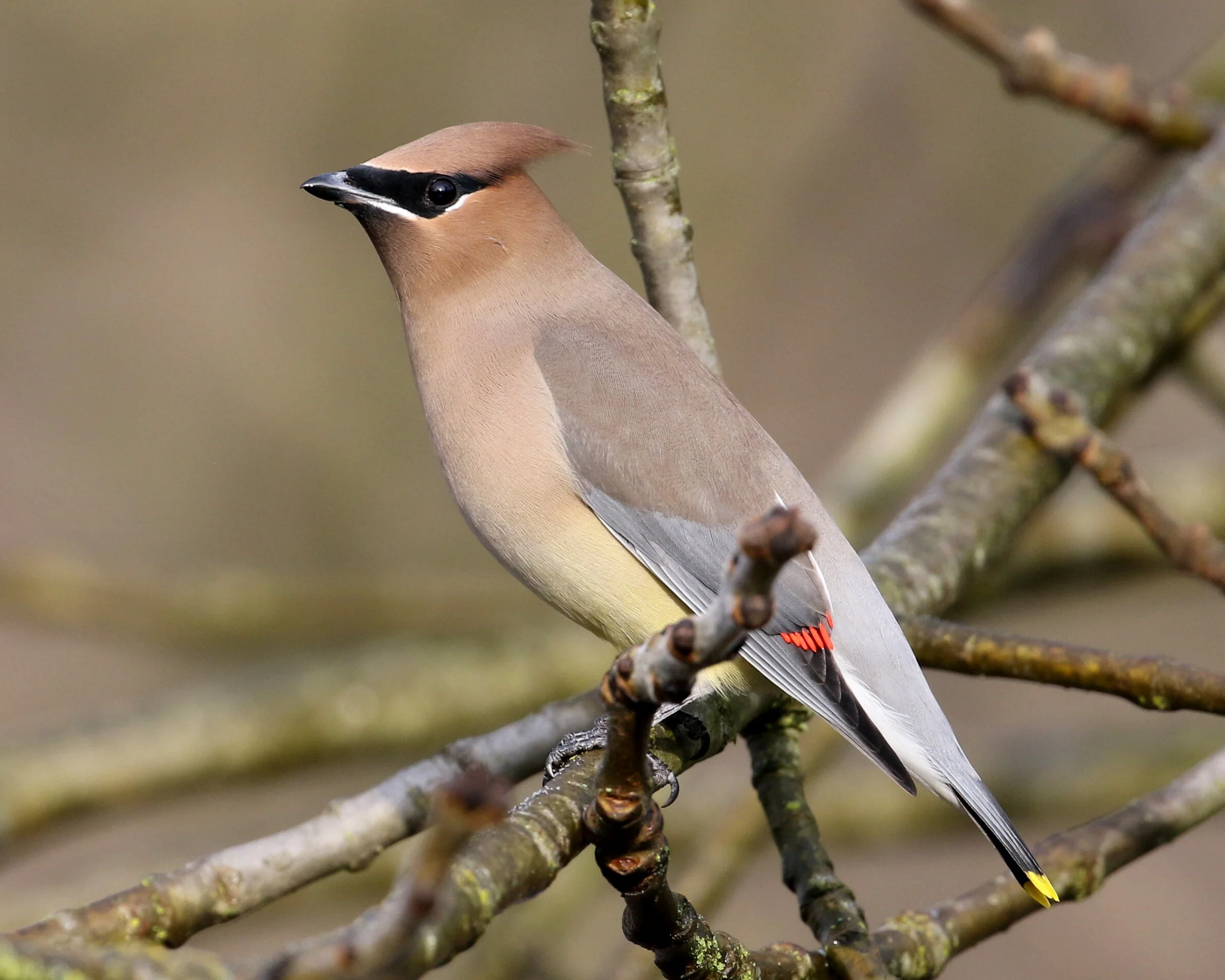 Meet the Cedar Waxwing — Sacramento Audubon Society