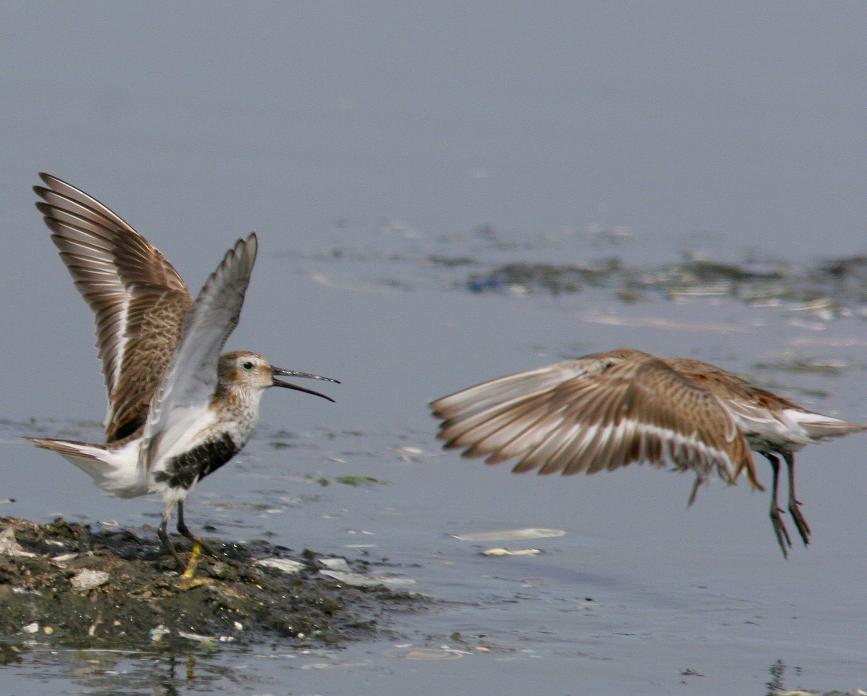 Dunlin, Breeding adult