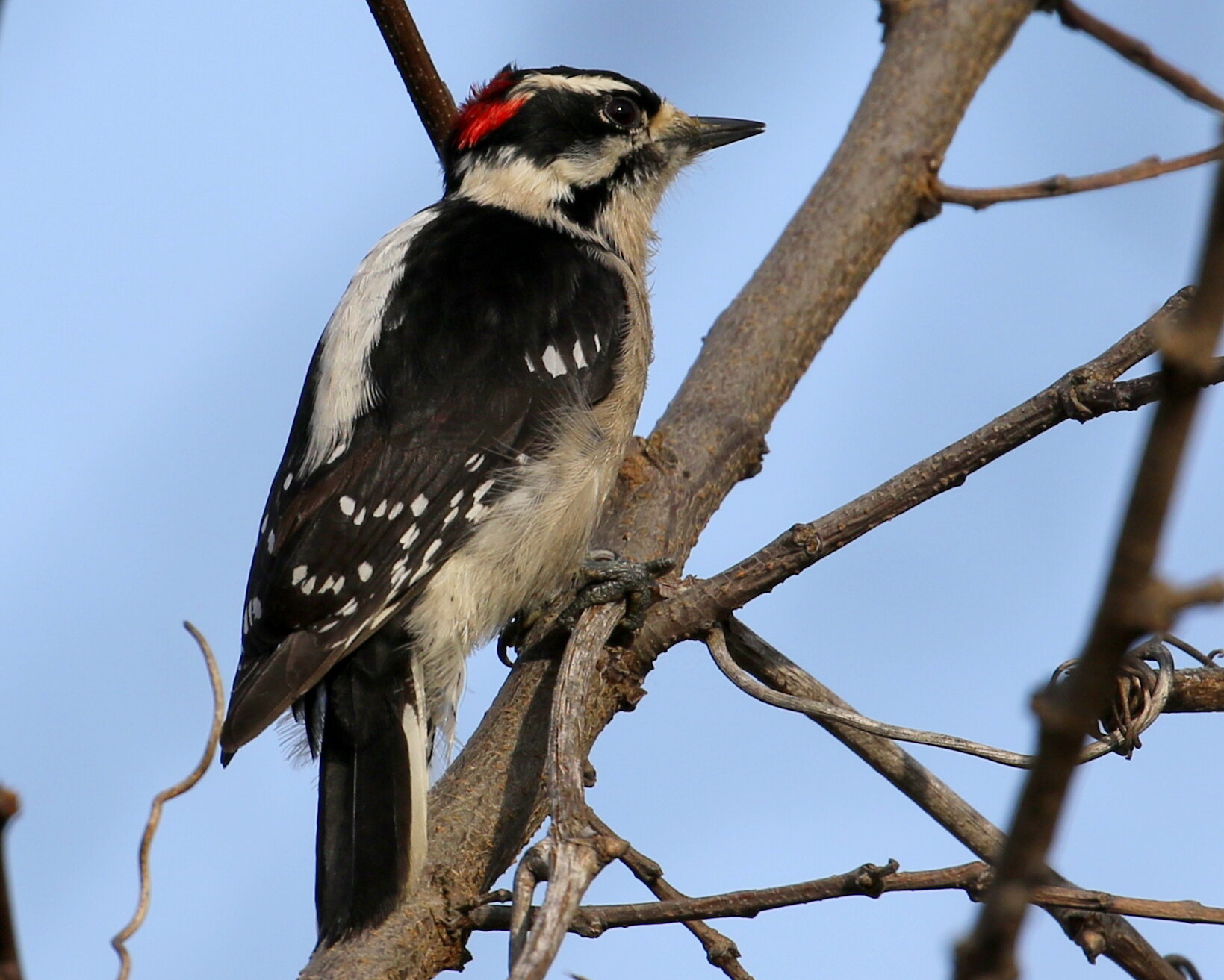 Downy Woodpecker, Male