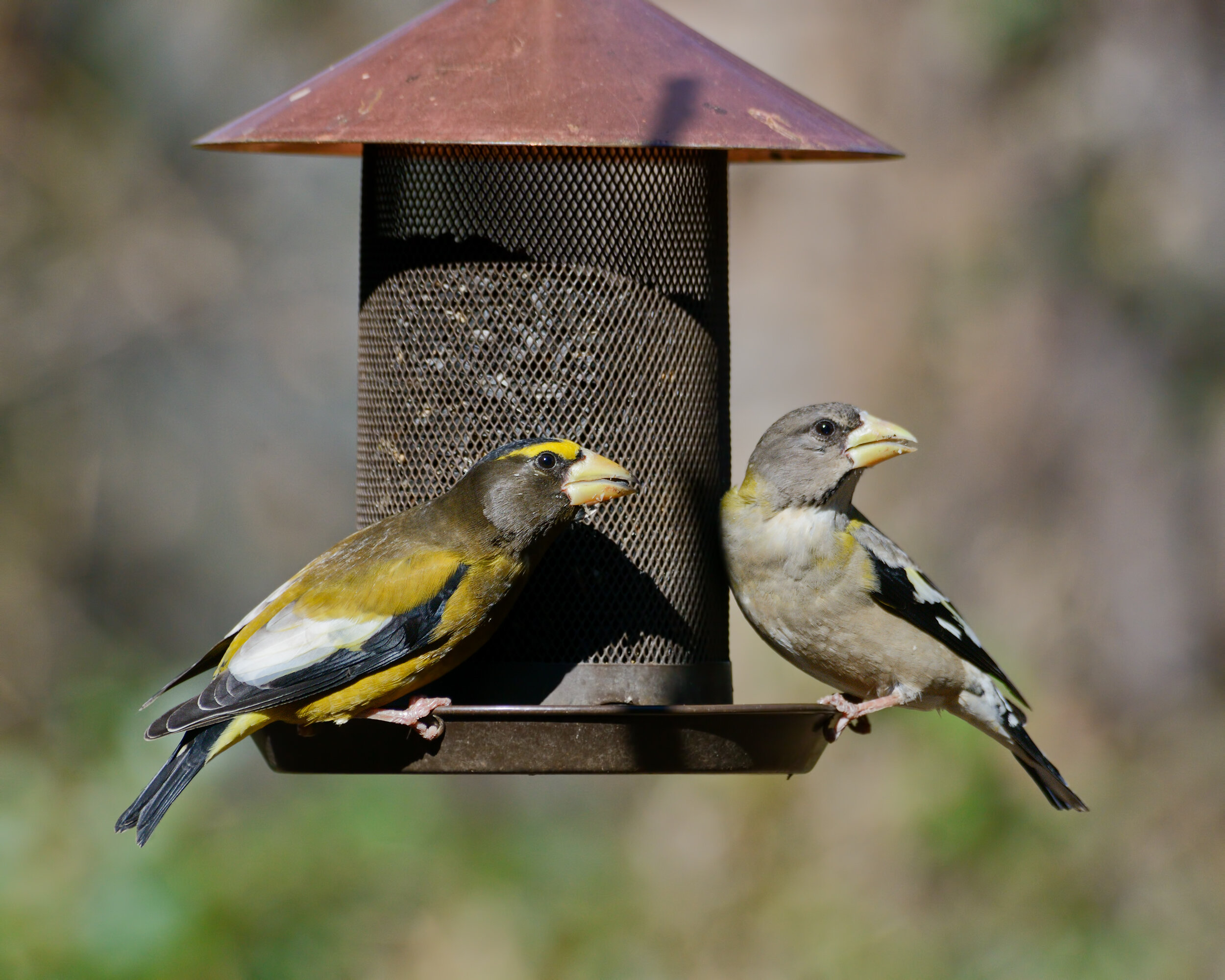 Evening Grosbeak, Adult Male and Female / immature male