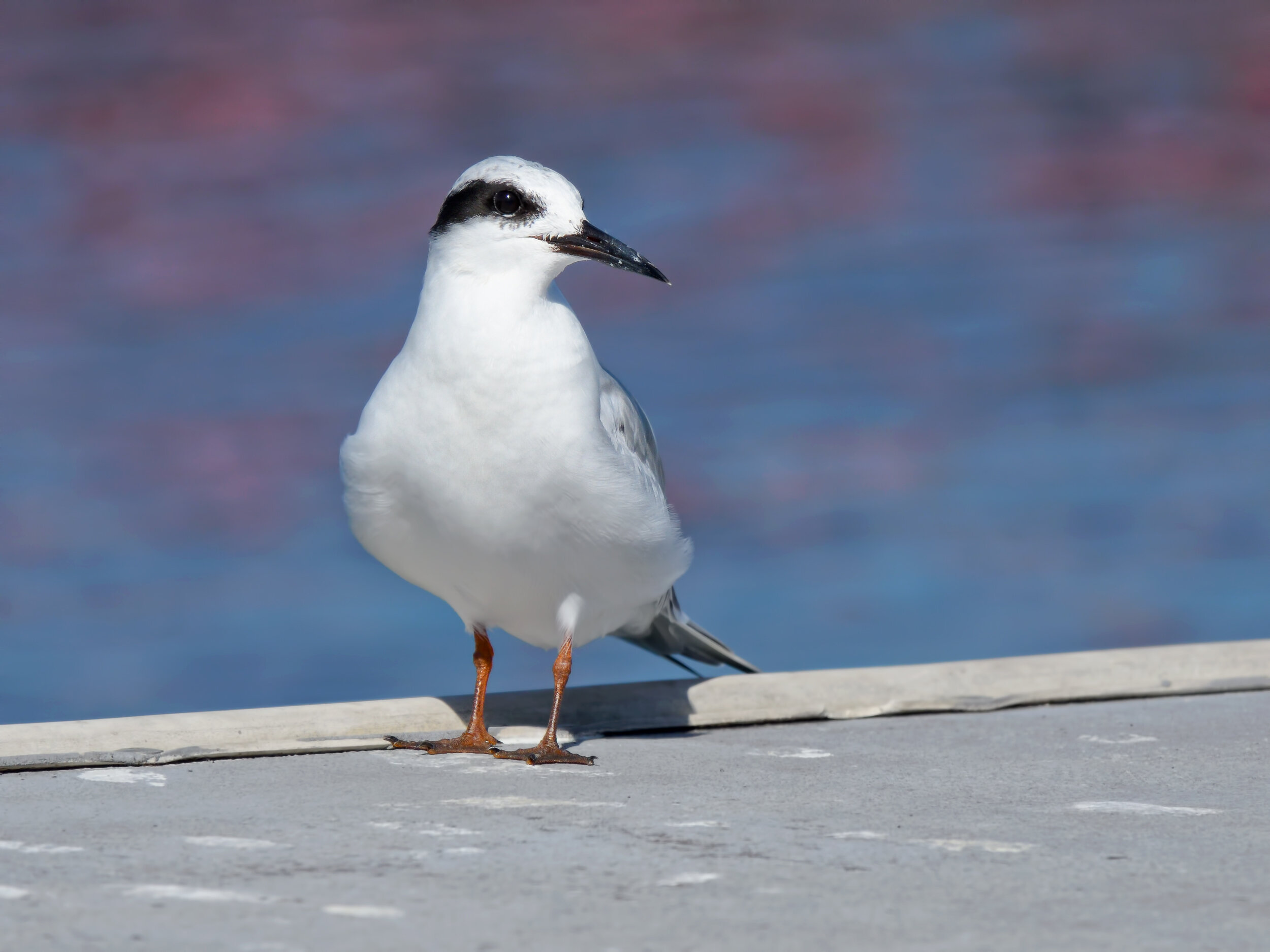Forster's Tern, Nonbreeding adult