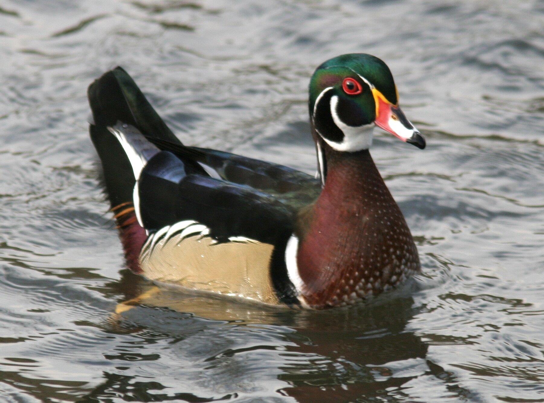 Wood Duck, Male